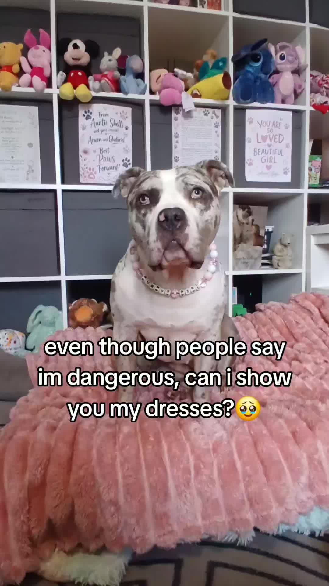 @kirsty+starlight the xl bully