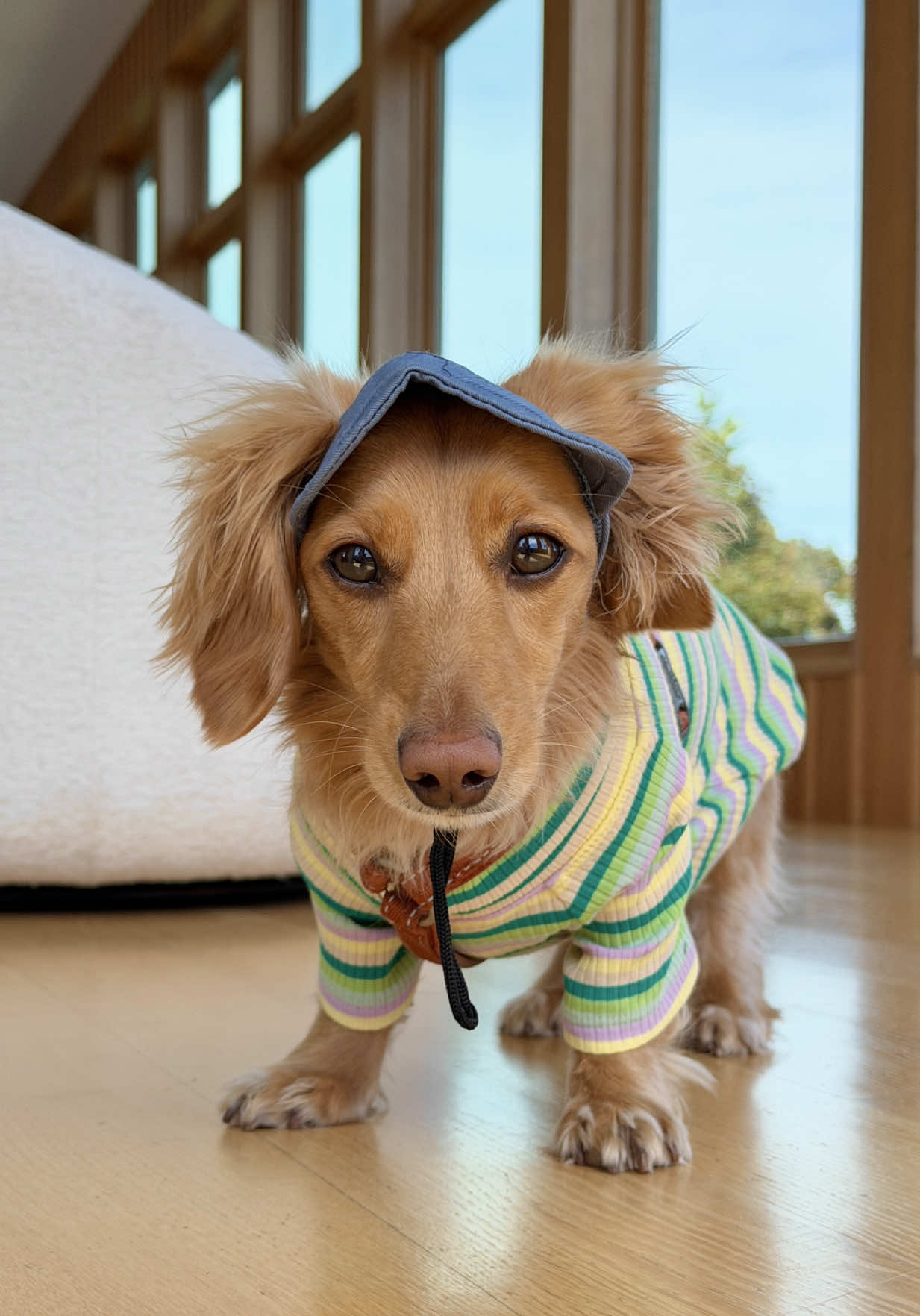 @cashewdachshund