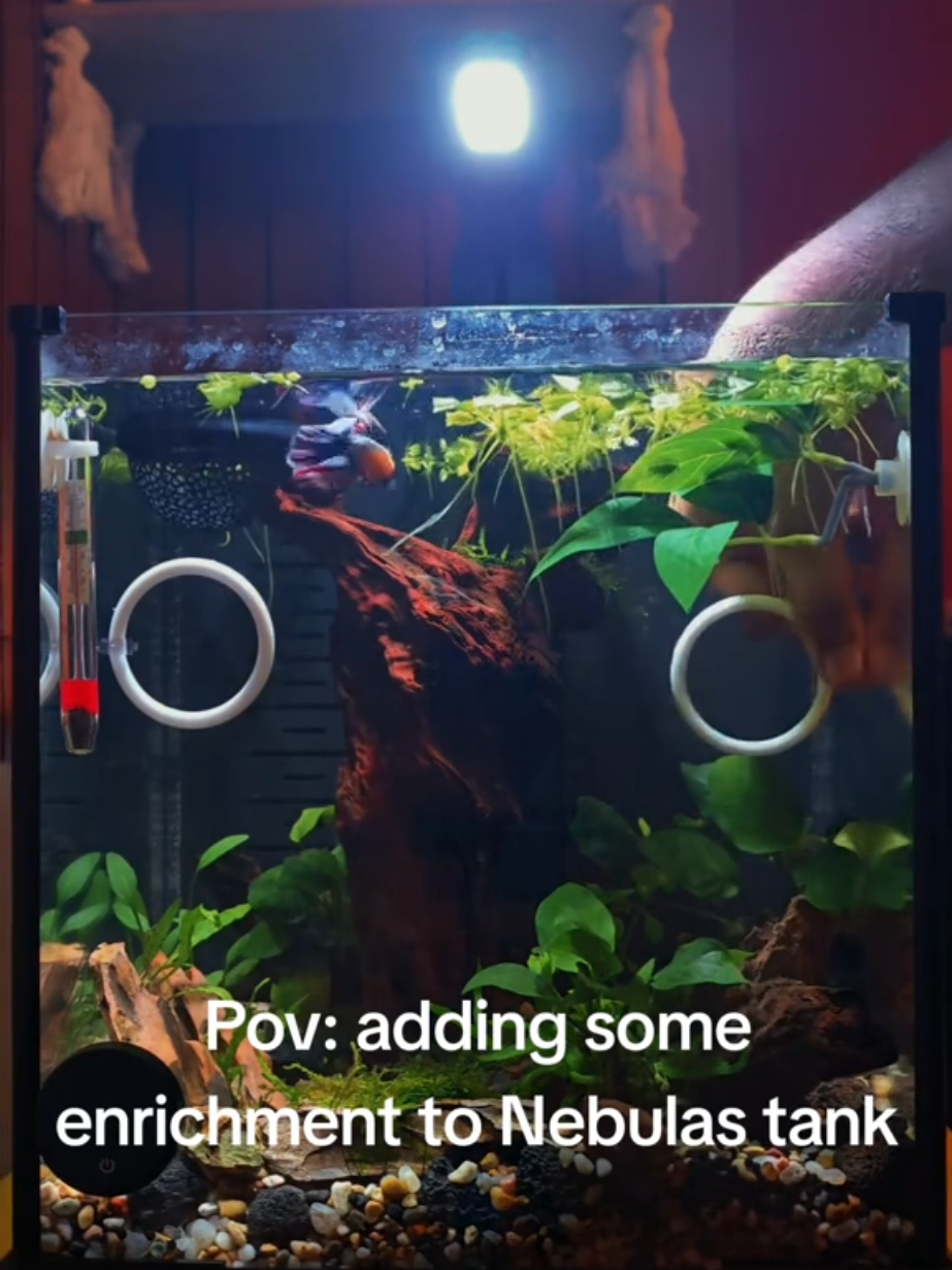 @NebulaTheBetta