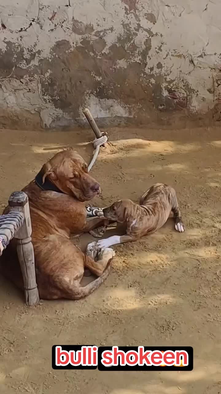@bullishokeen2