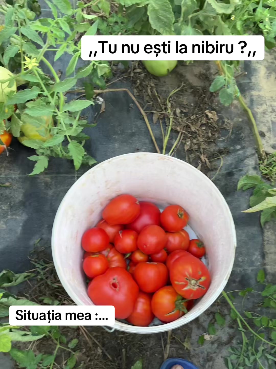 @Florin 👉👈🤙🤙