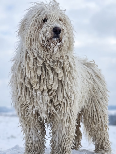 @Doggy Discovery