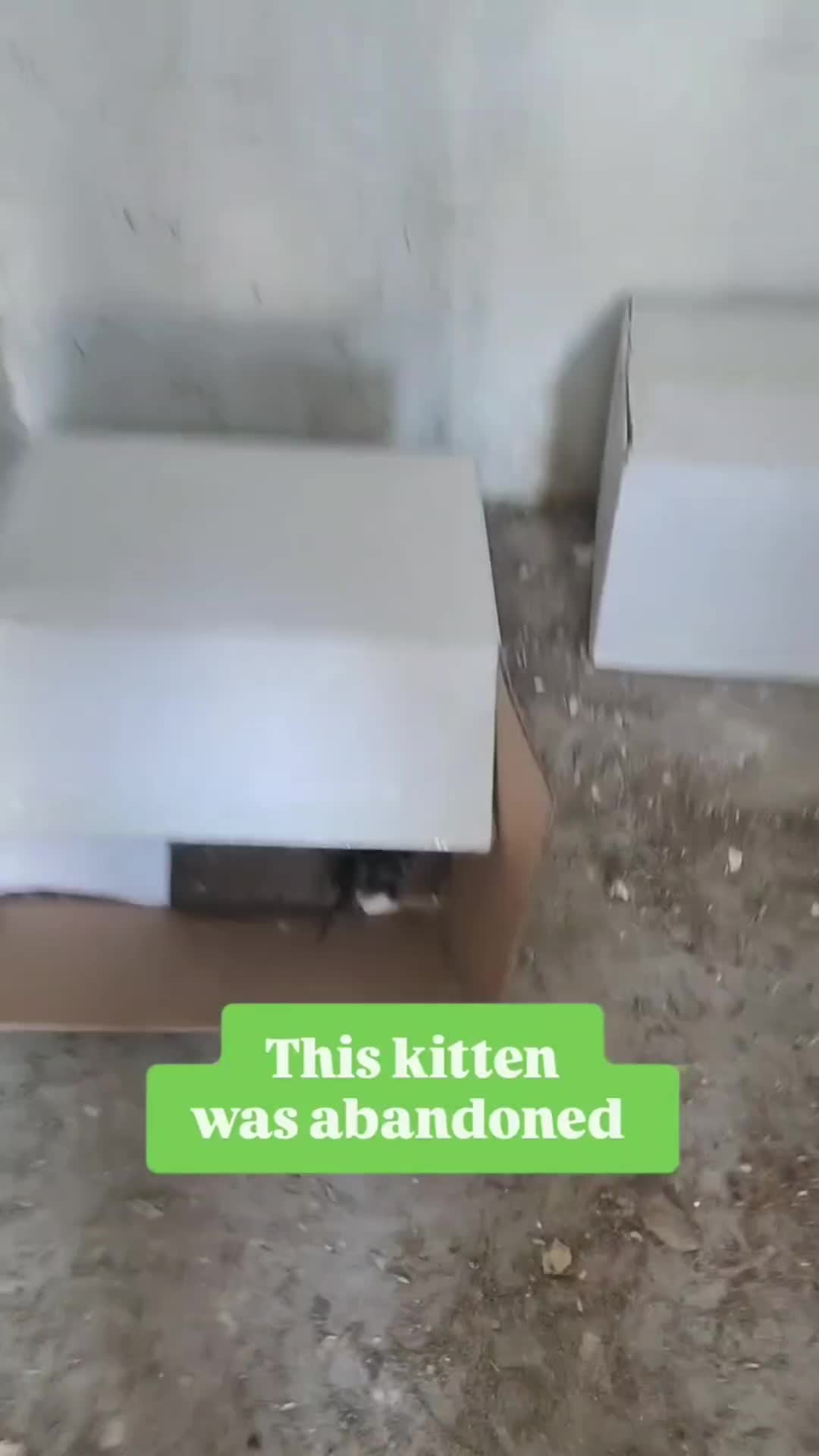 @Pets Mania