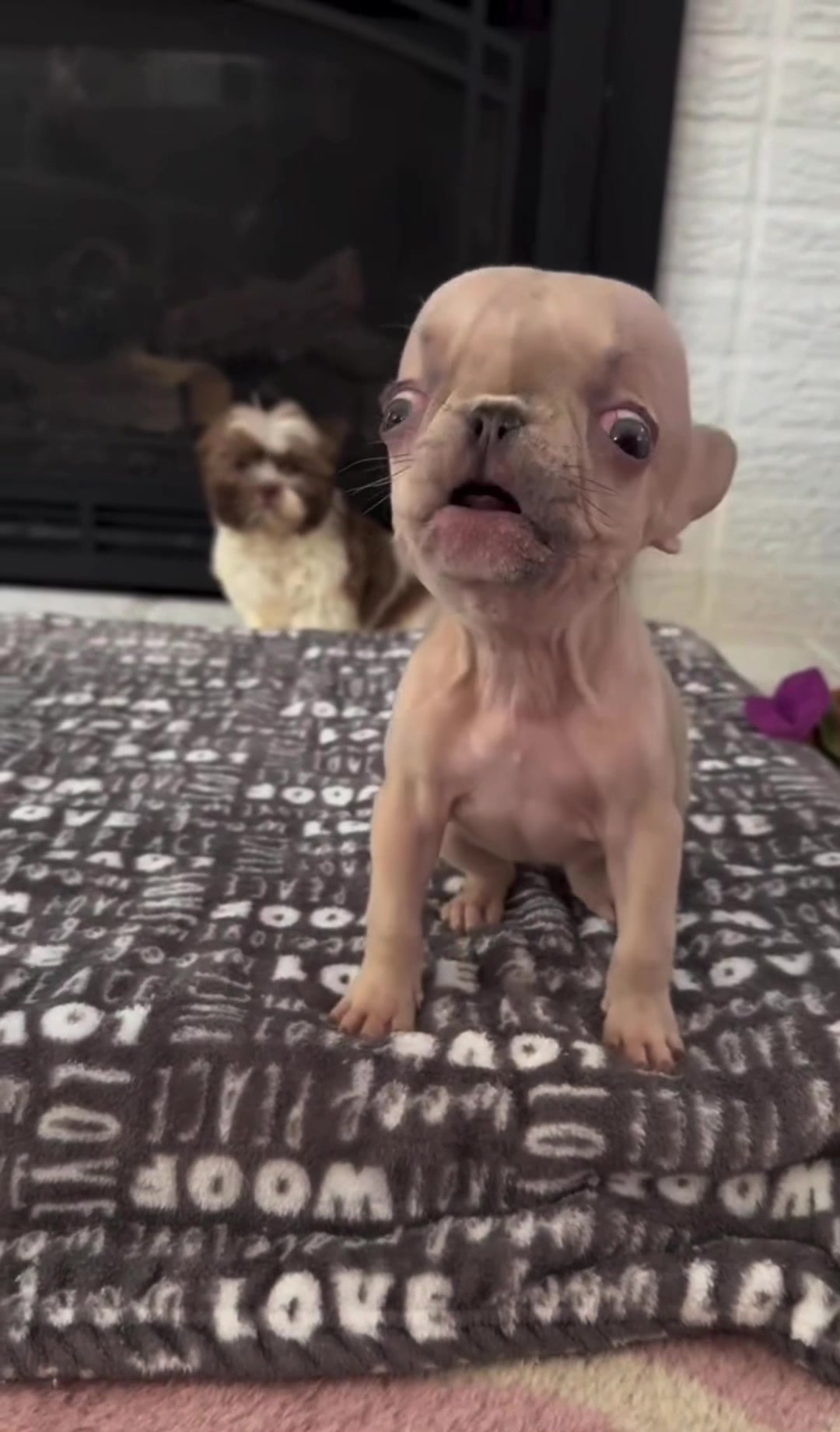 @PAWFECT
