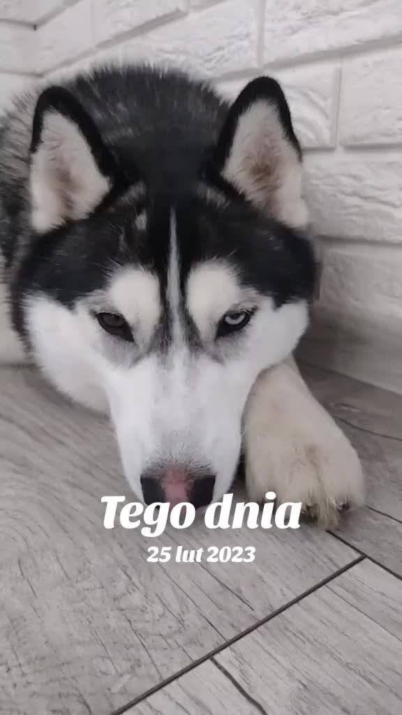 @elo