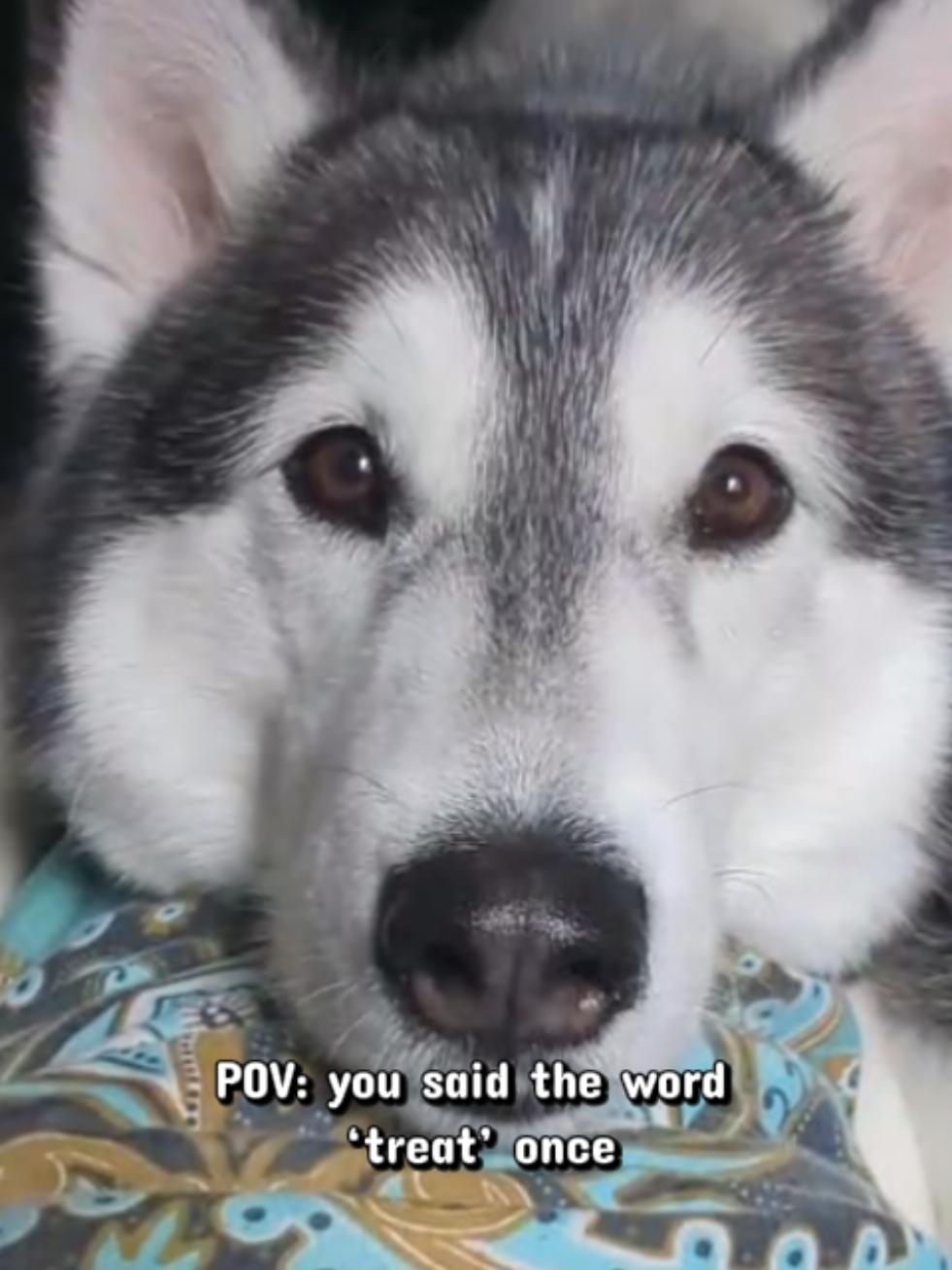 @Freya & Kuma
