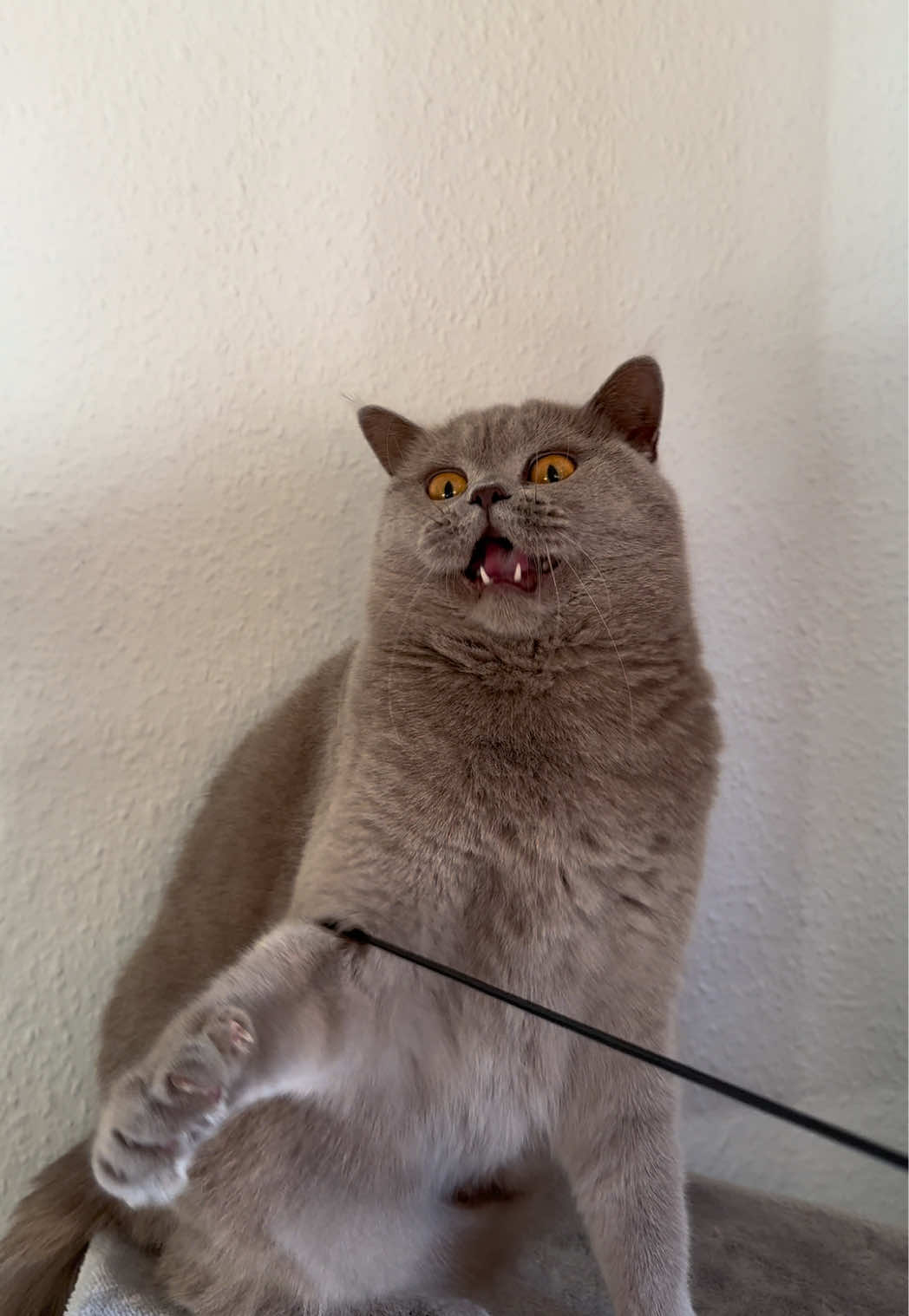 @Purrpawspals ✨