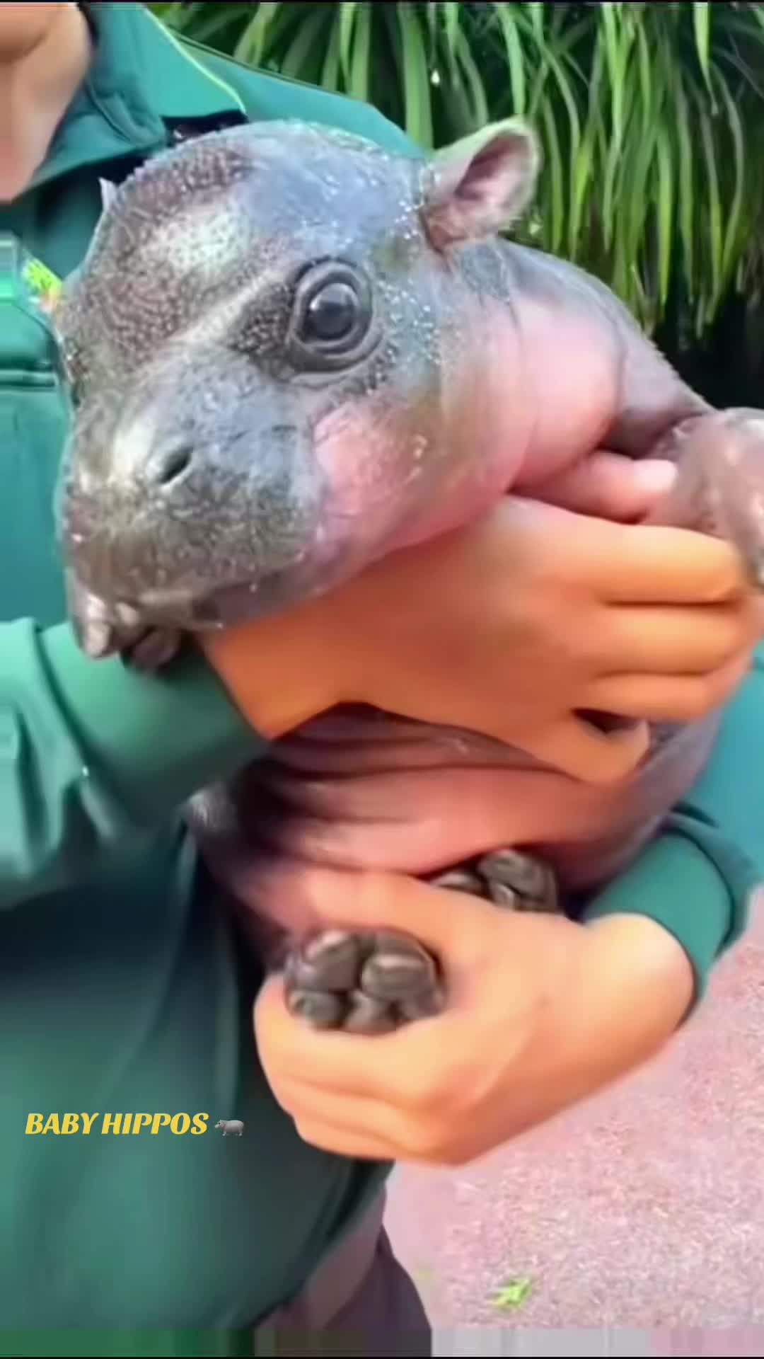 @babyhippoco