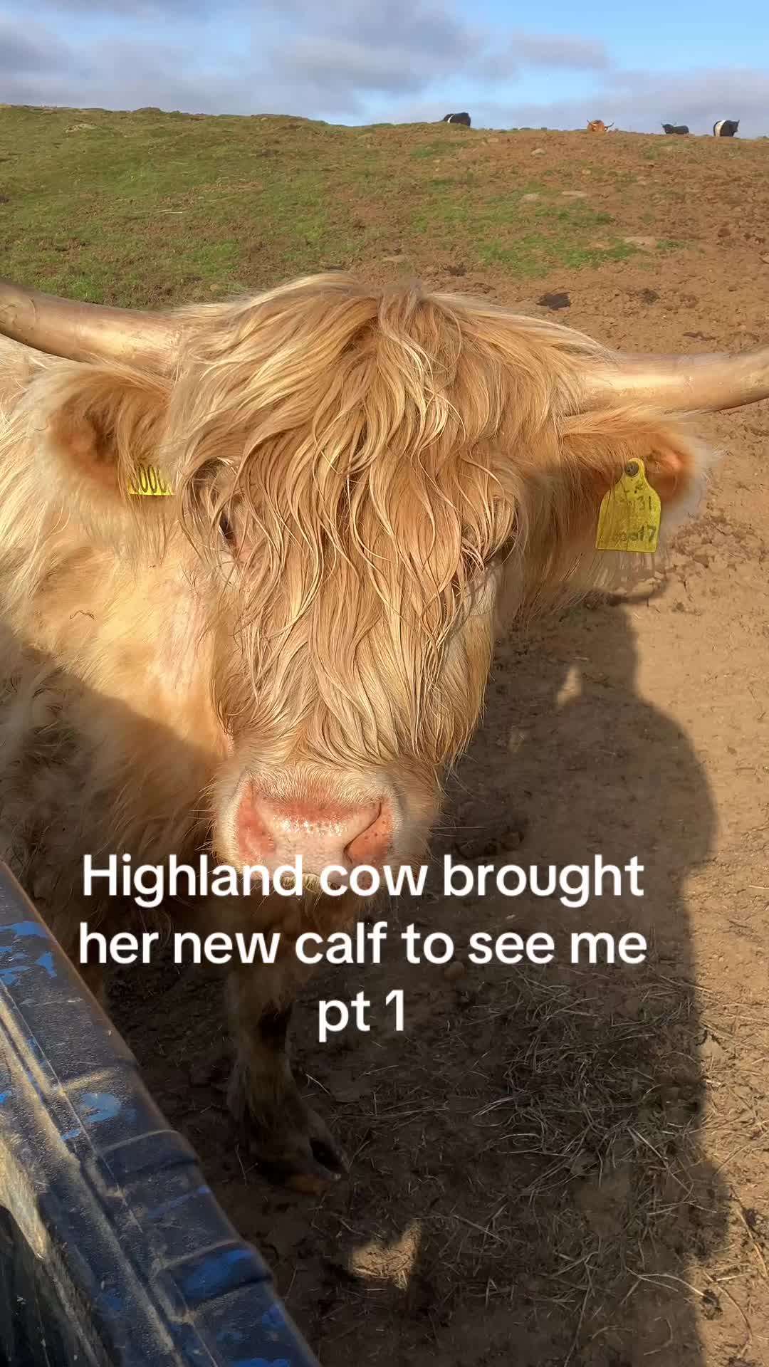 @Highland Coo Clan