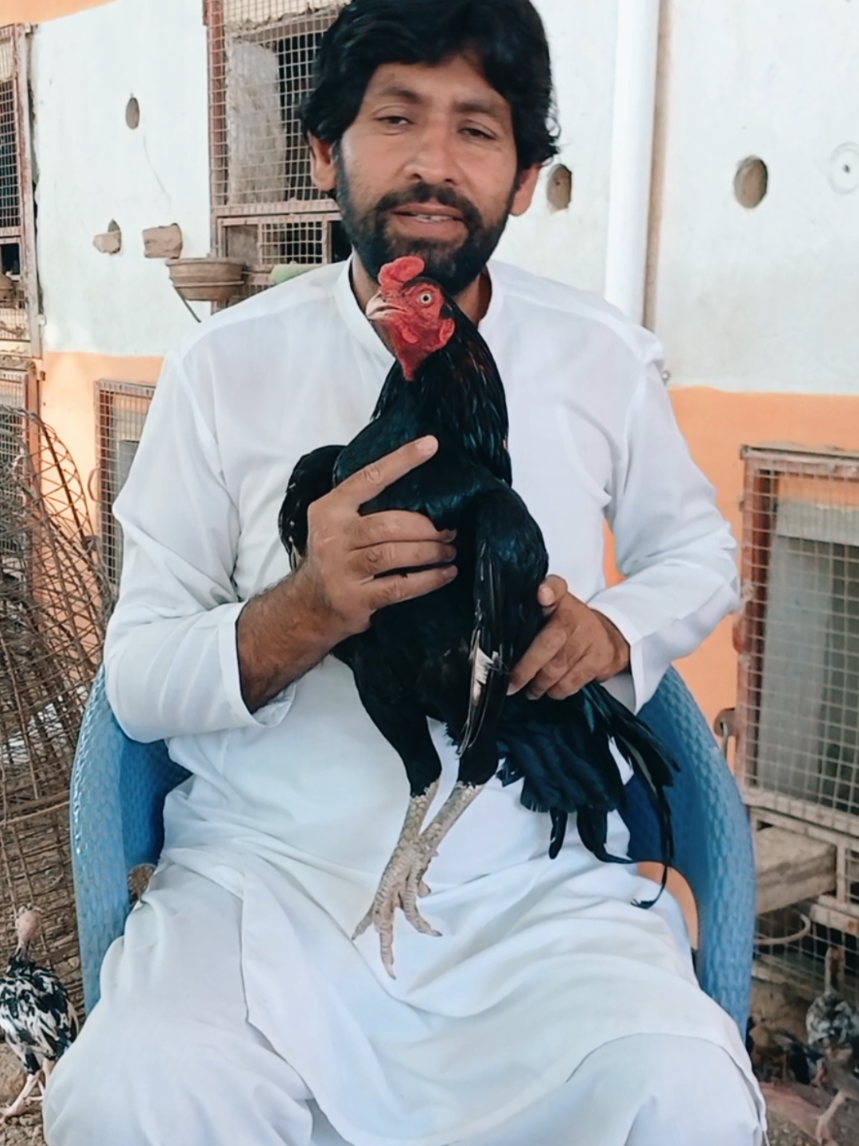 @Sajjad Aseel Farm