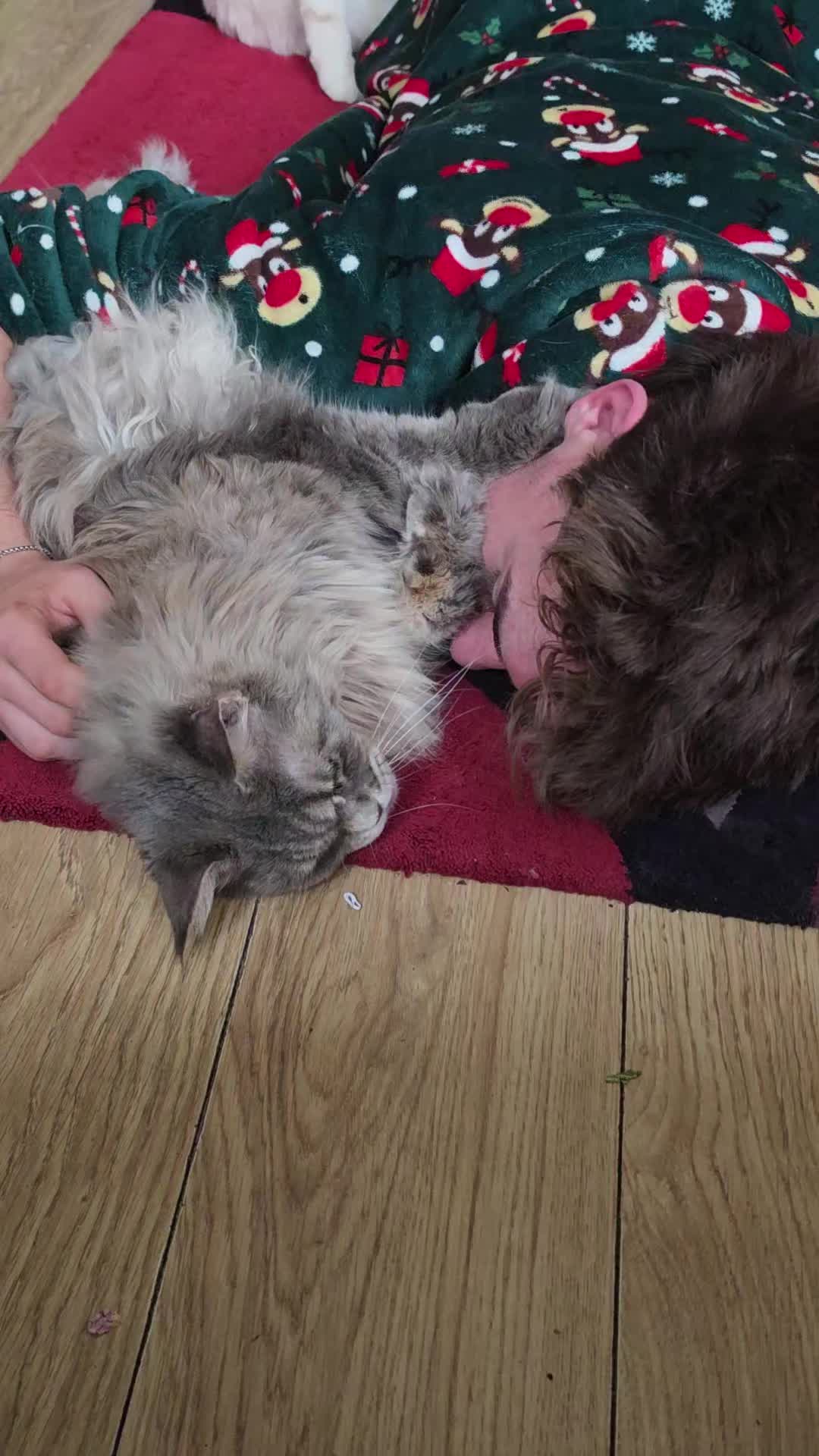 @KARIBRY Maine Coons uk