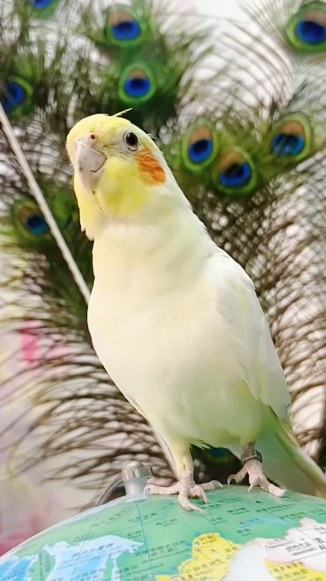 @Cockatiels Craze