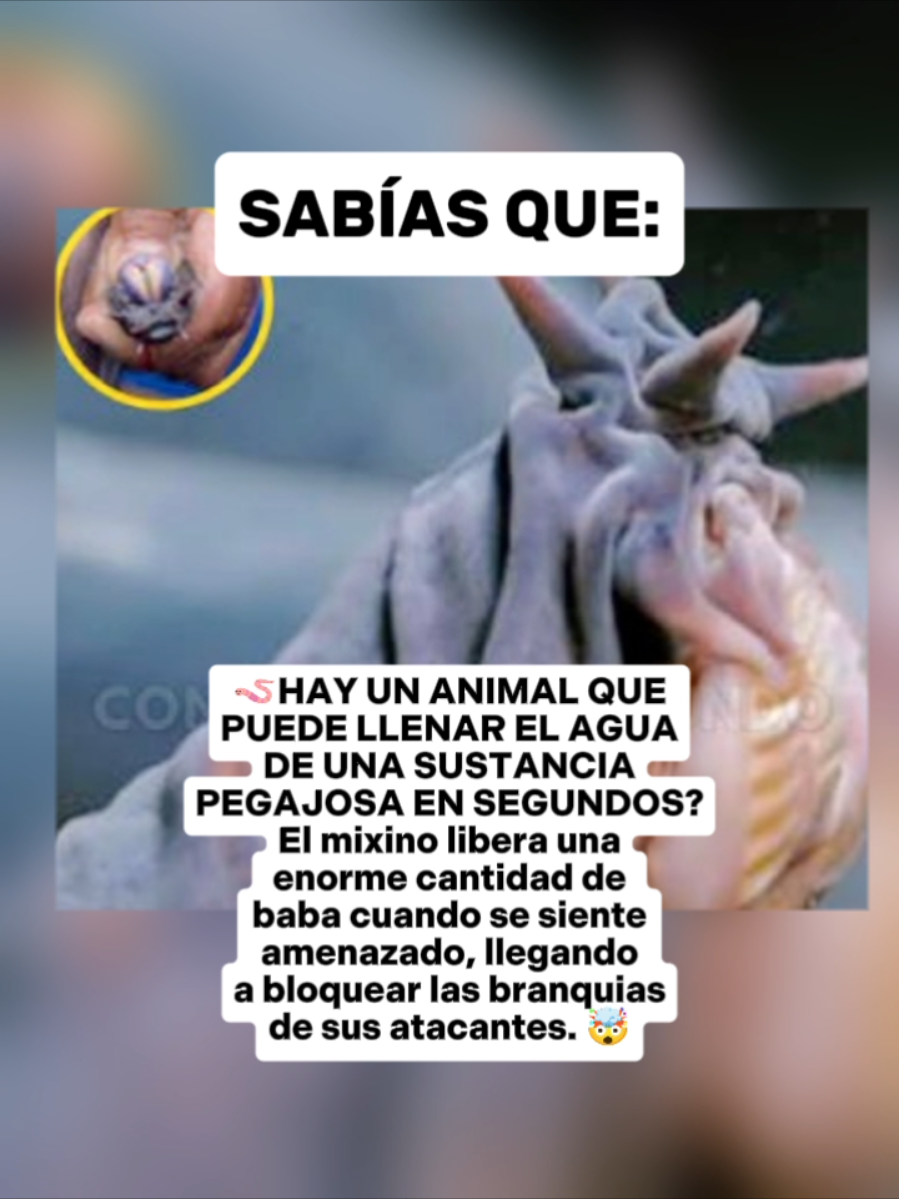 @CLUB DE ANIMALES