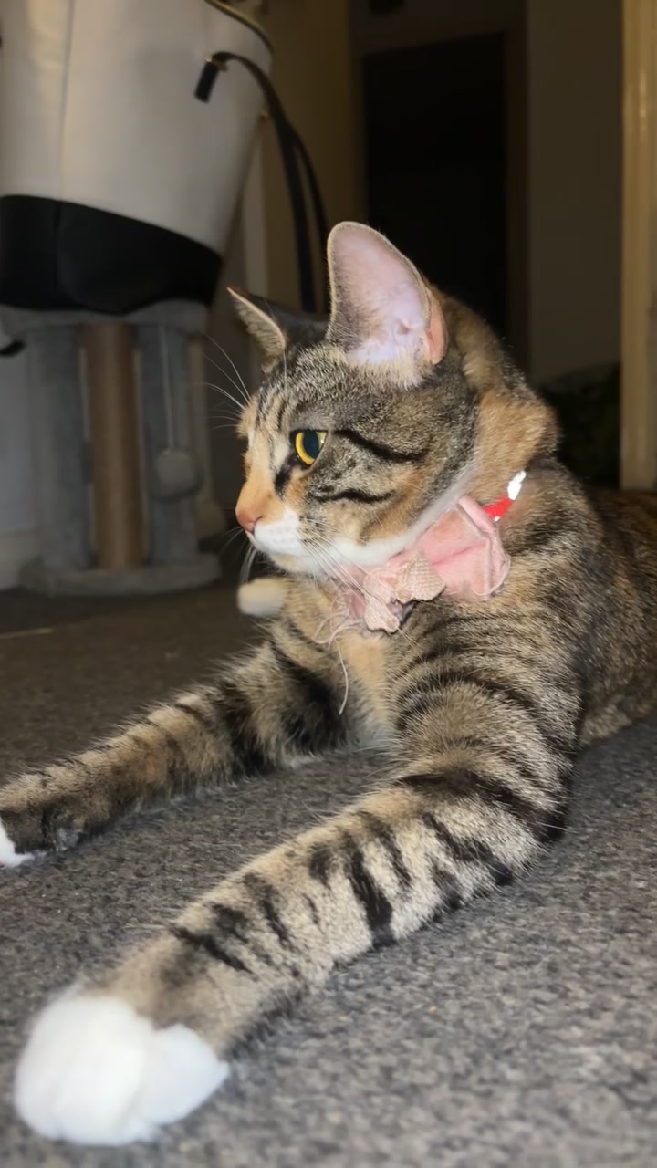 @mitsy.the.cat01