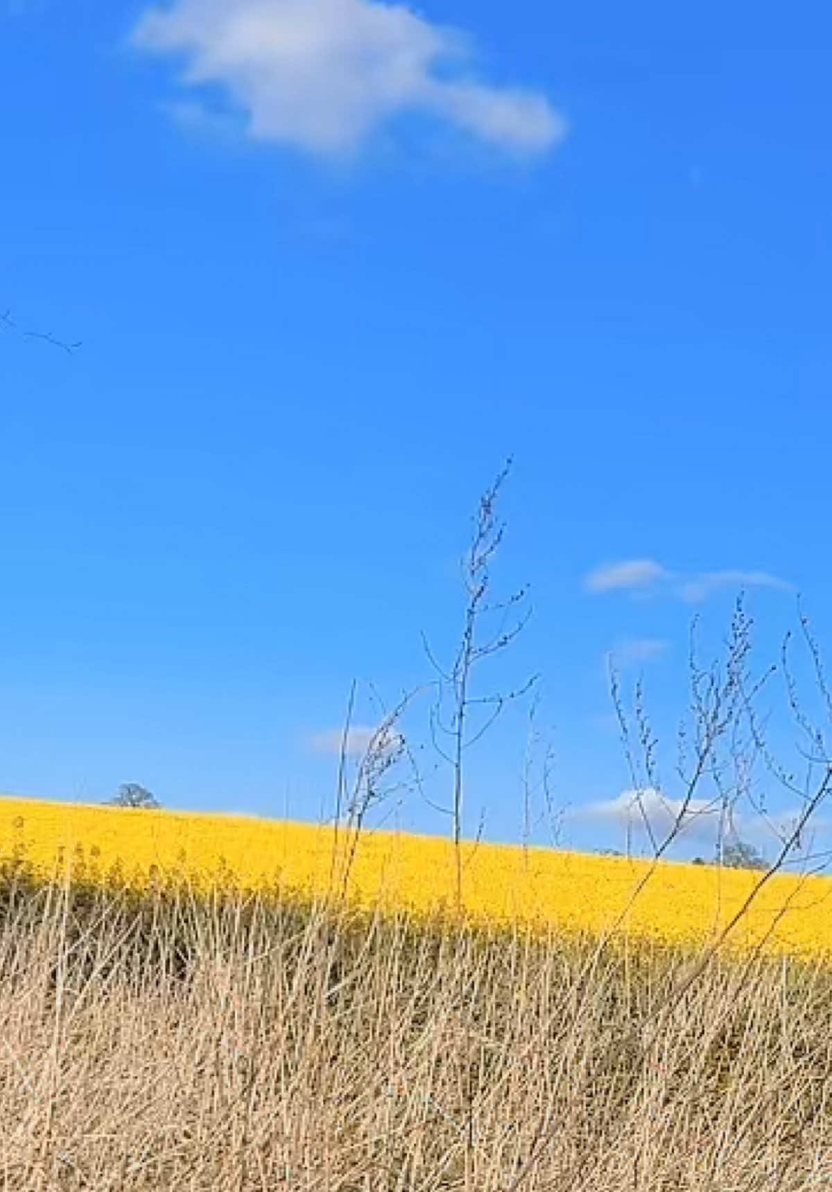 @đŦđ§đ§đŠđZoe¥ađĻALiđđ§đŠđŦđ§