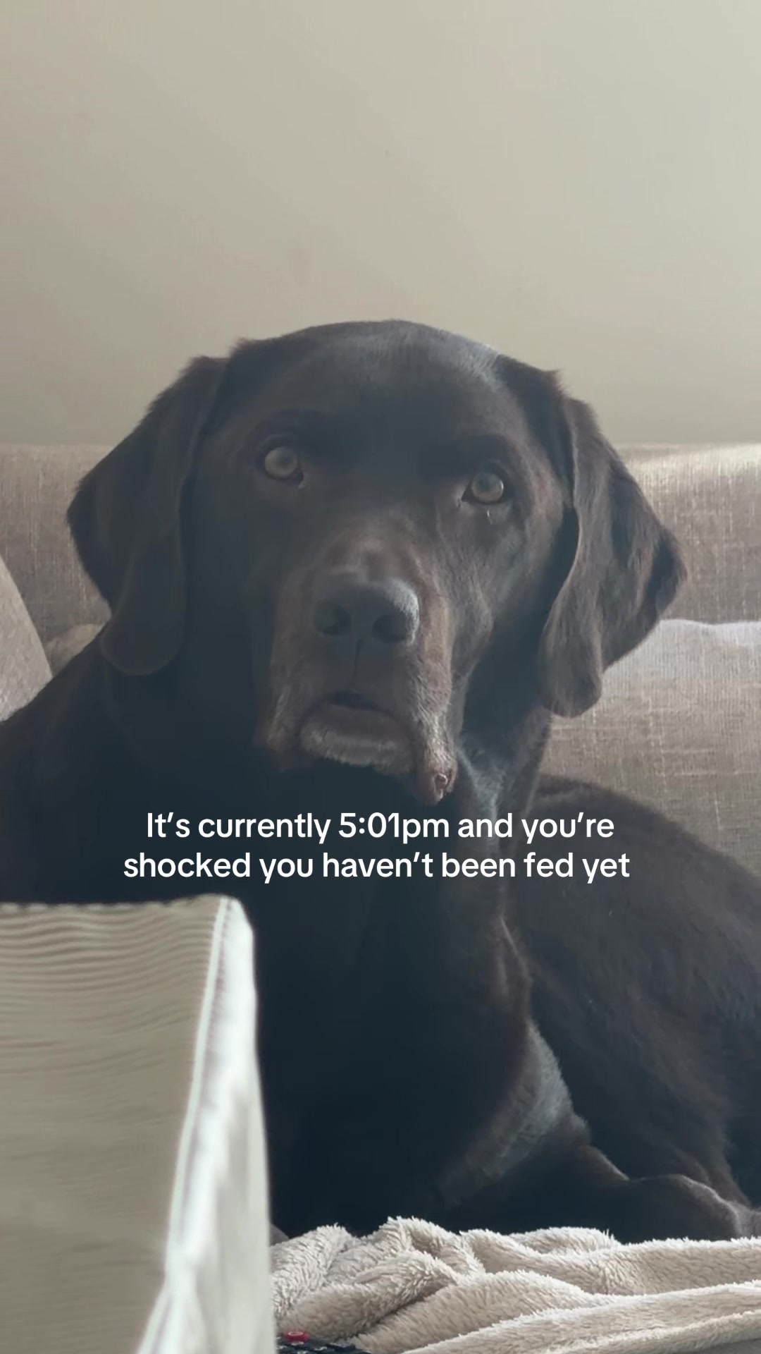 @The Labrador Buddy