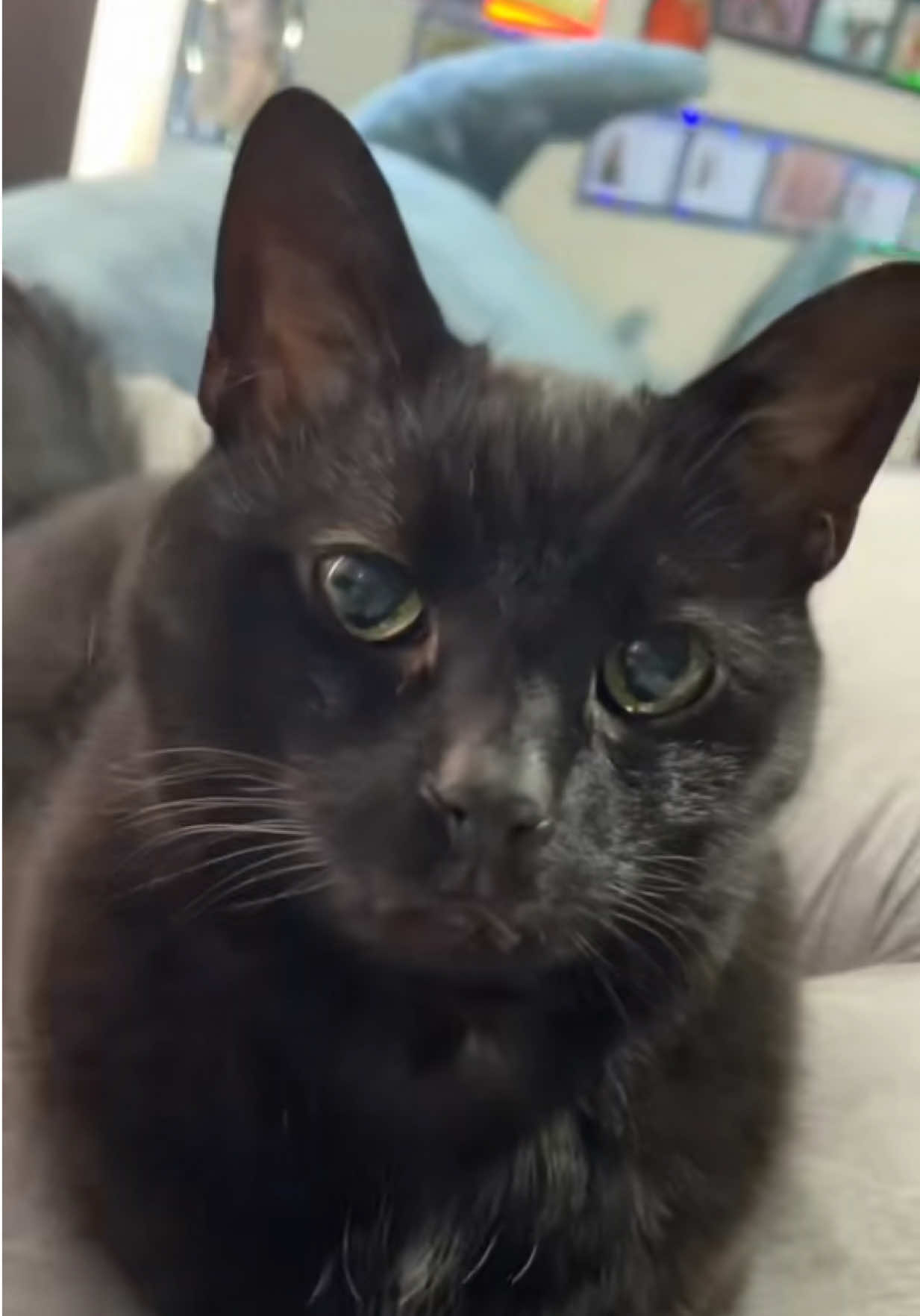 @Teefie_tribe 🐈⬛🐈⬛🐈🦷🦷
