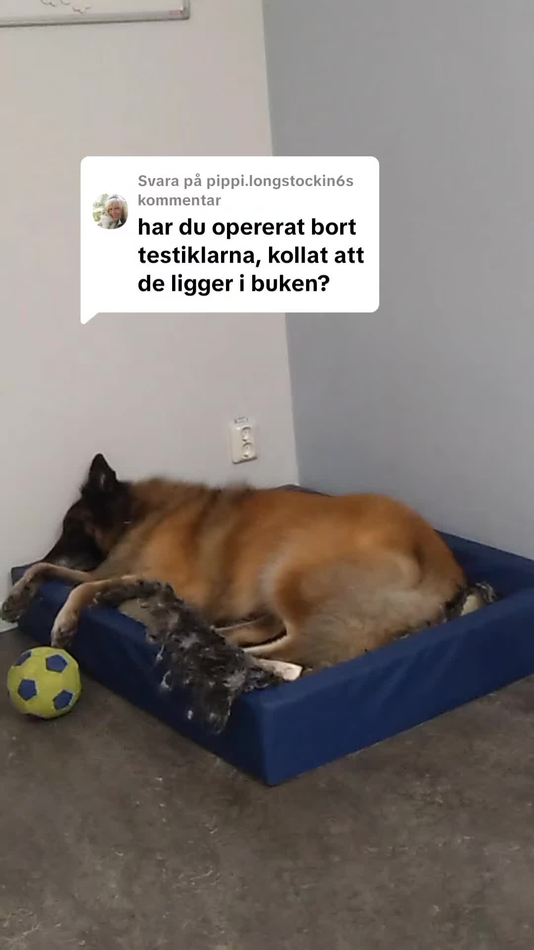 @Fenix-Tervueren AssistanceDog
