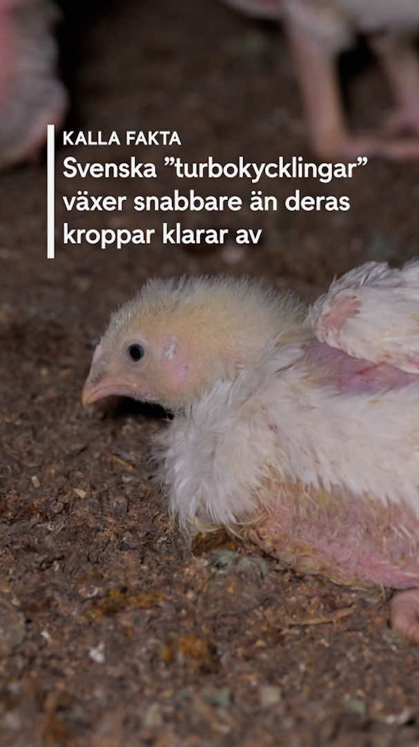 @TV4 Nyheterna