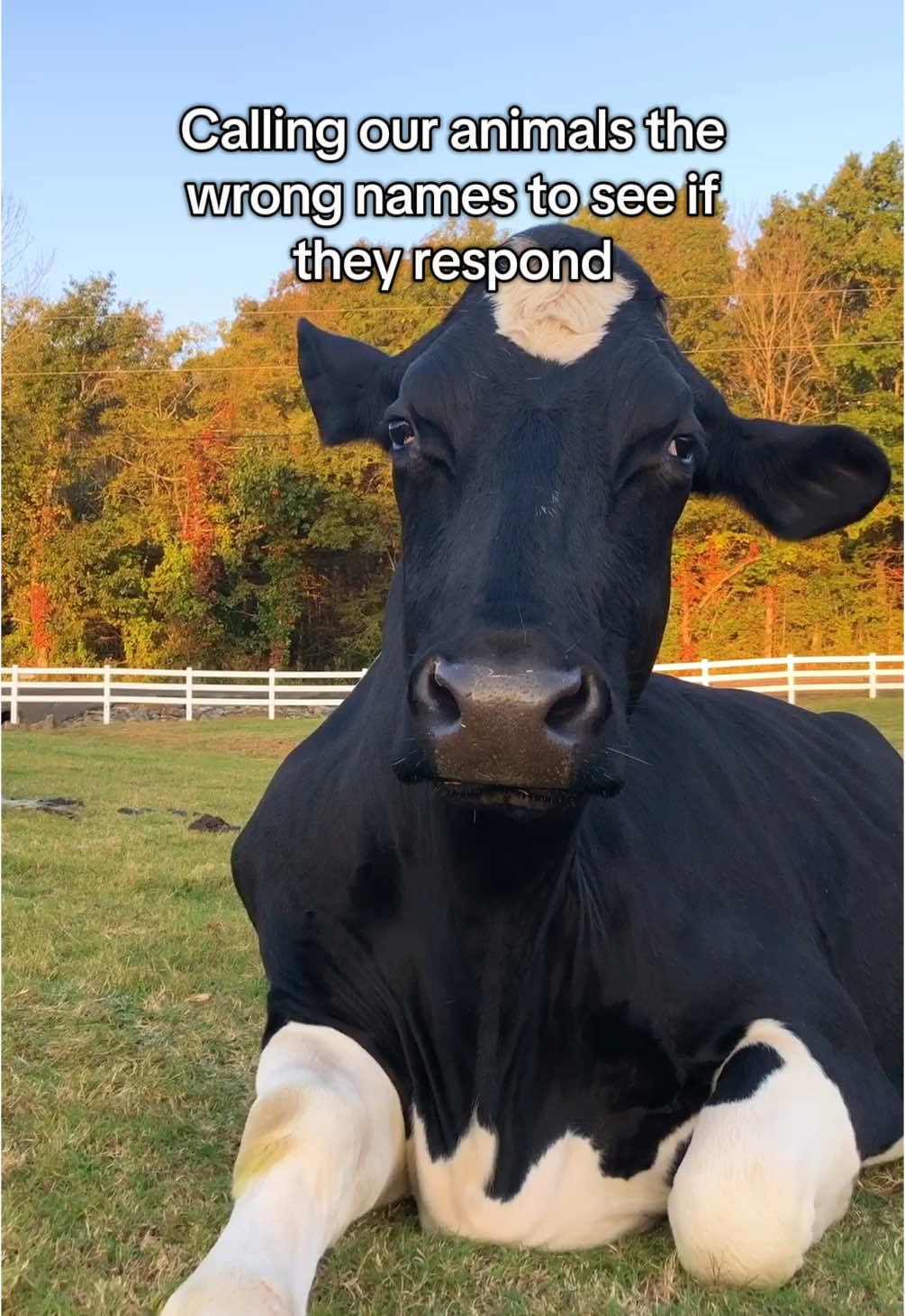 @The Gentle Barn | Sanctuary