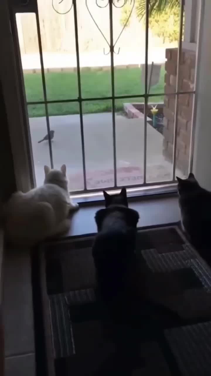 @Kitty Meow