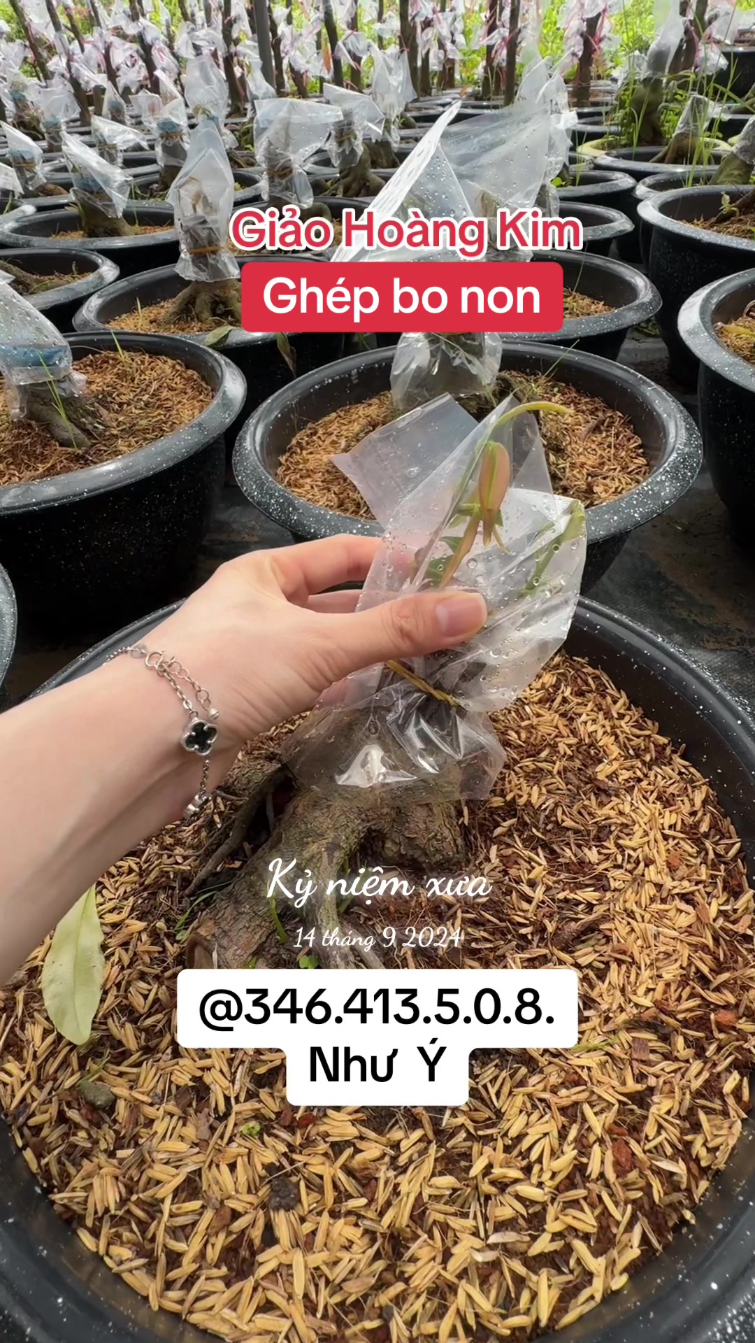 @Như Ý