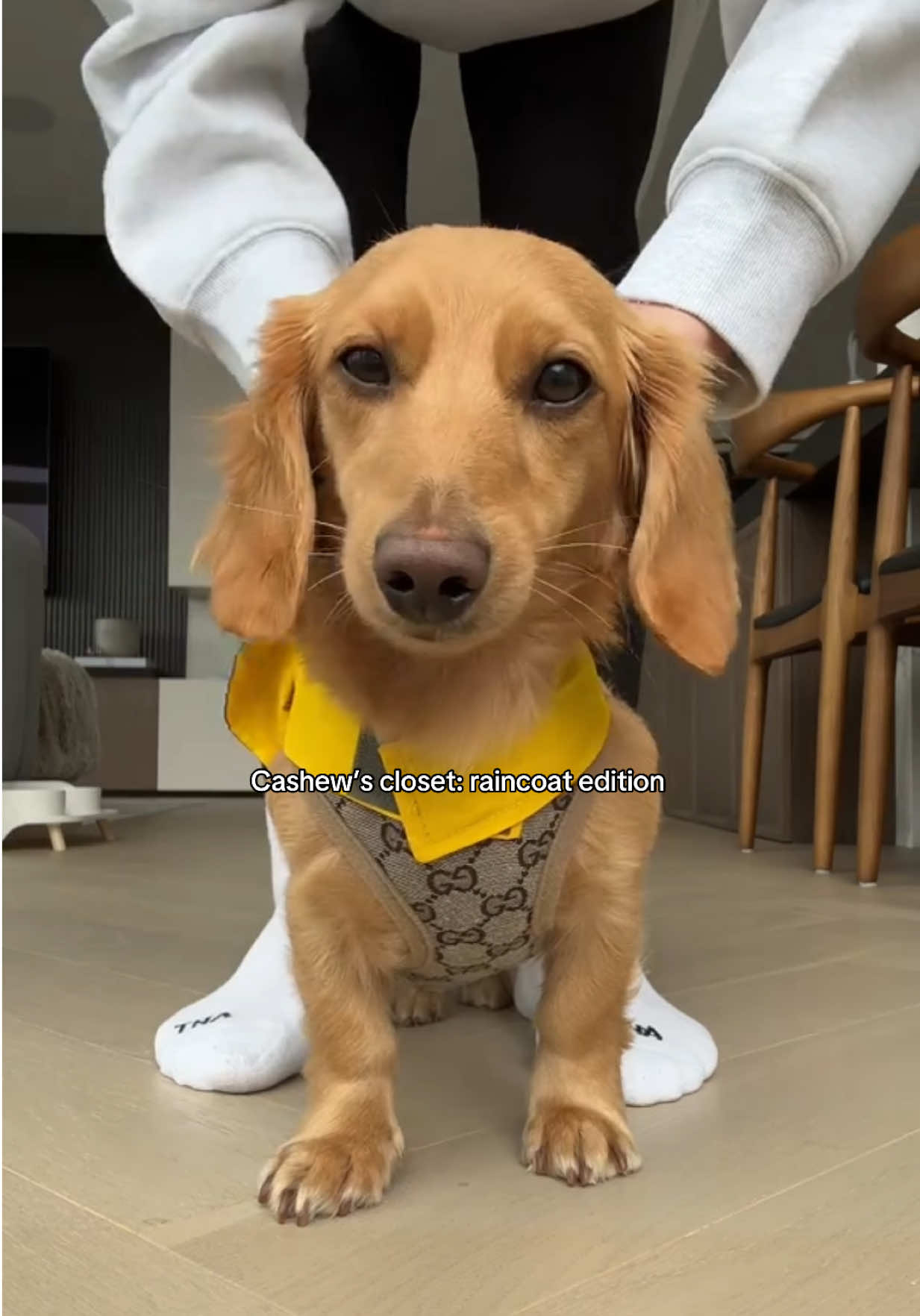 @cashewdachshund