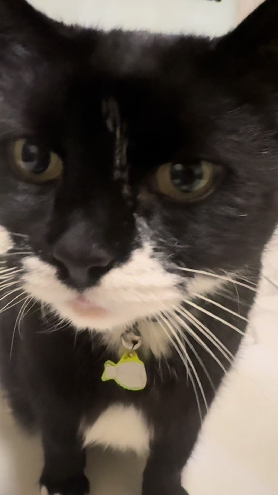 @Mowji the cat