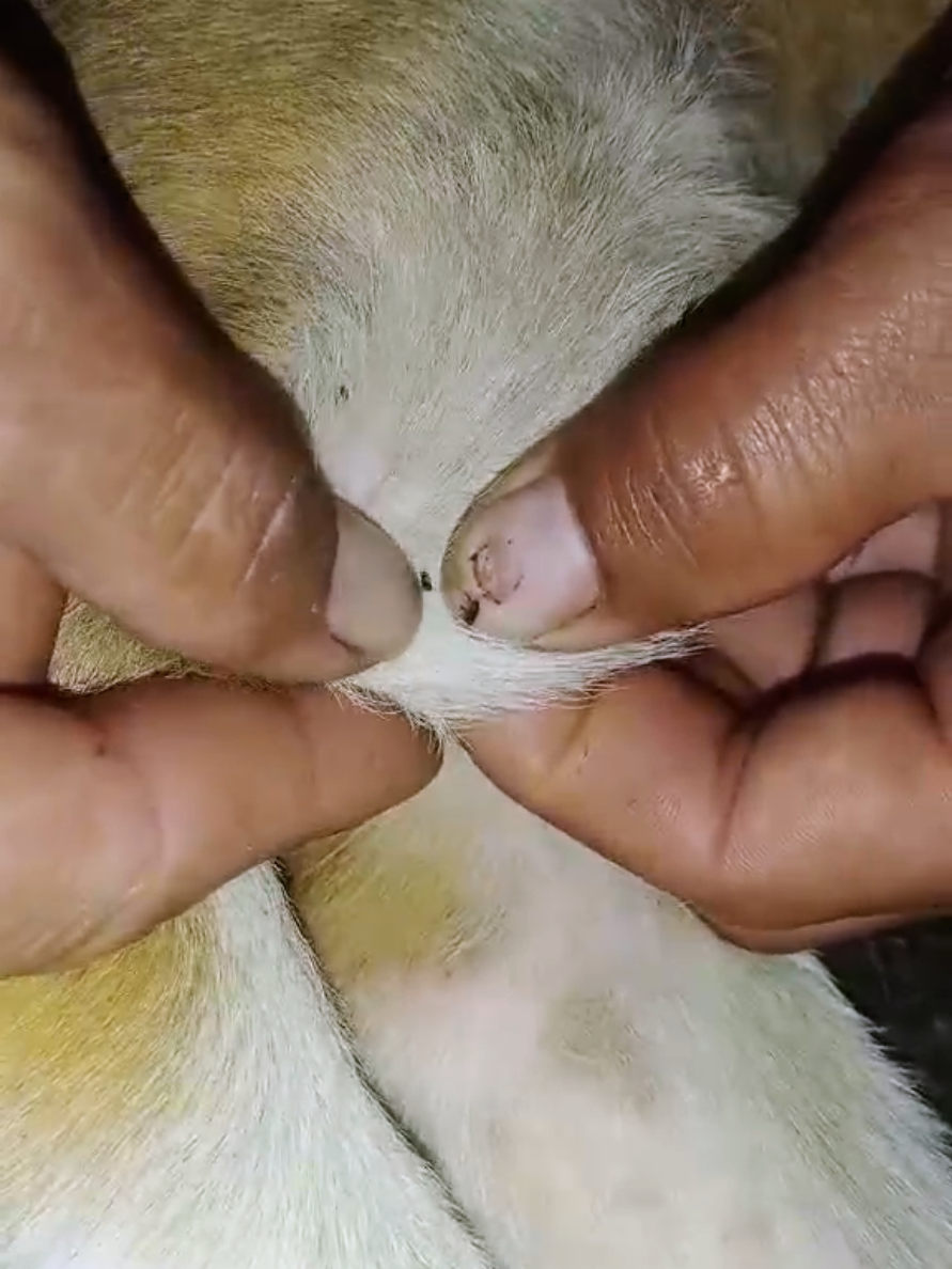 @dog757