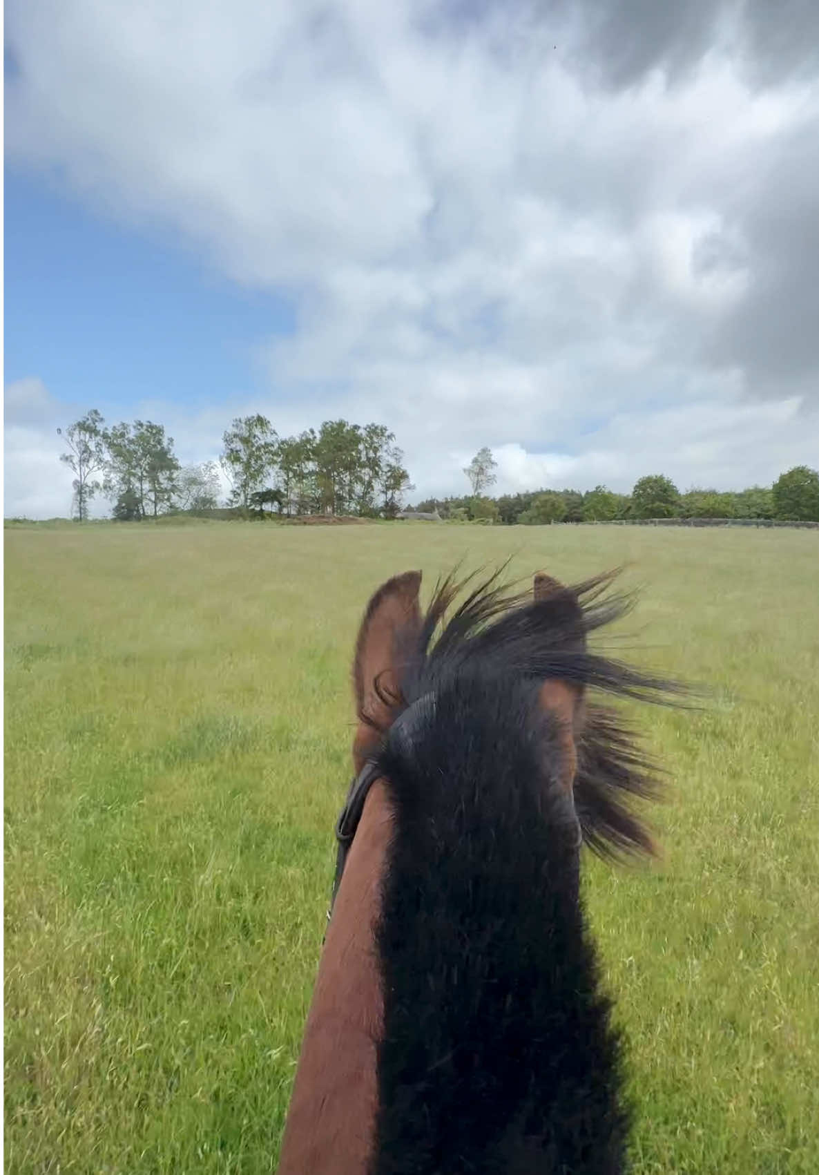@Yardd | Equine Life Simplified