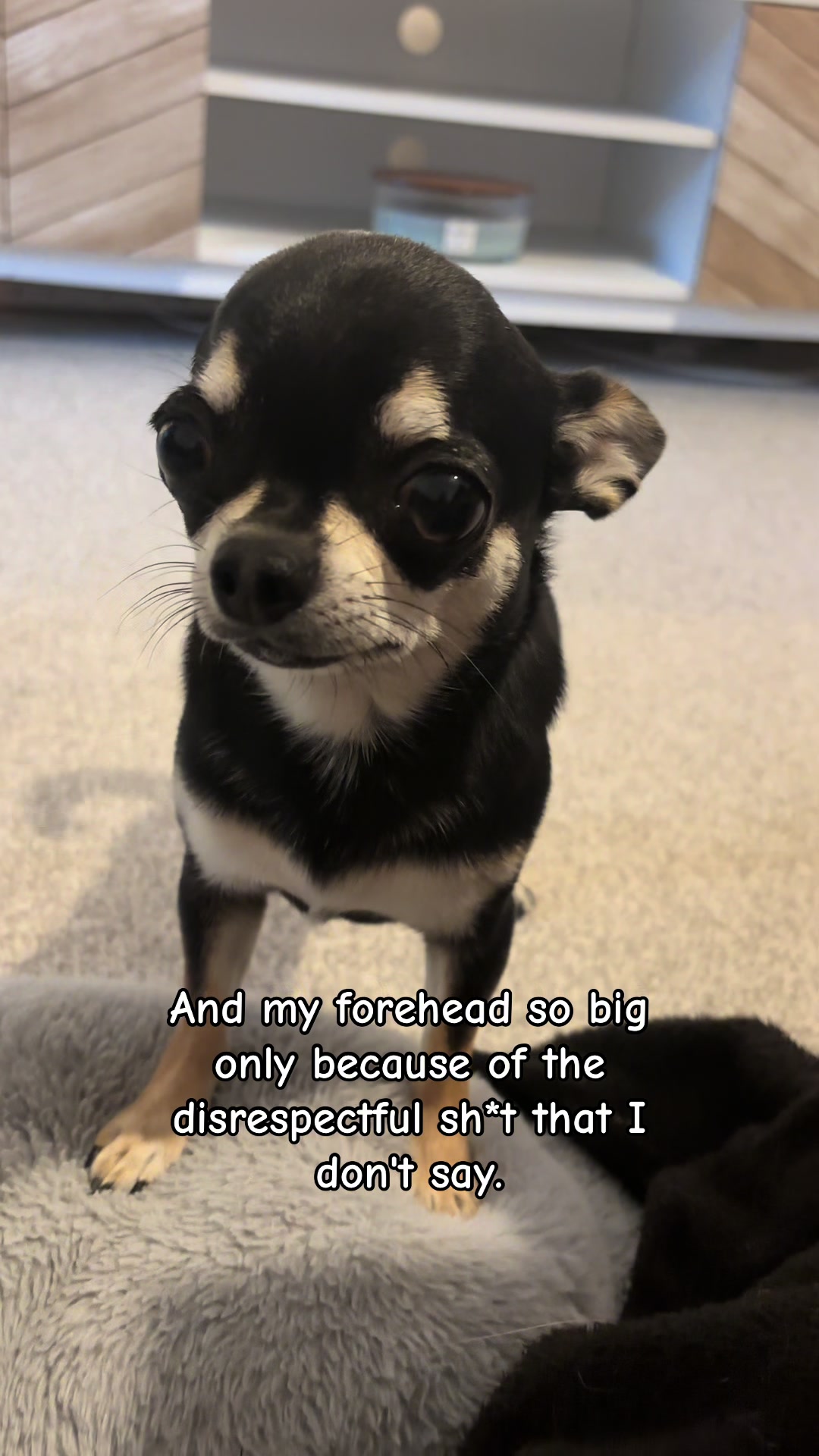@Coco_bean🐾
