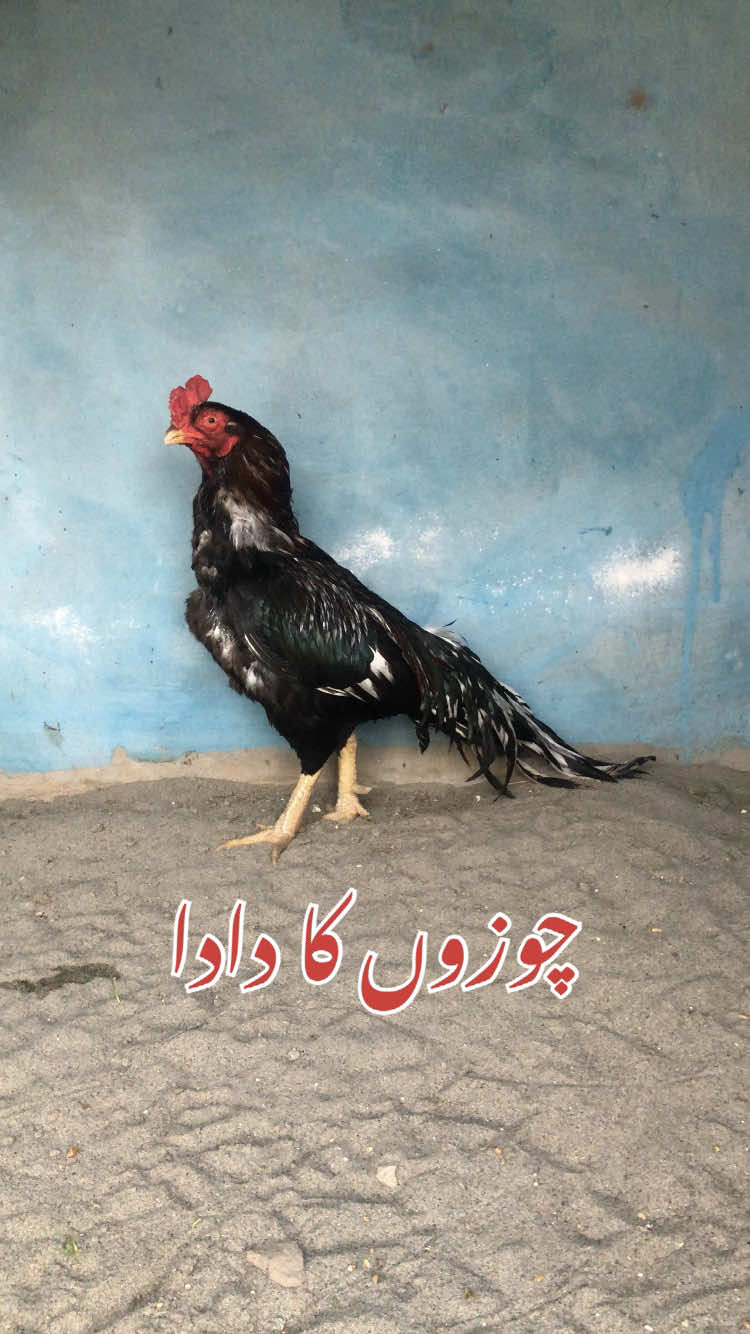 @Poultry Markaz