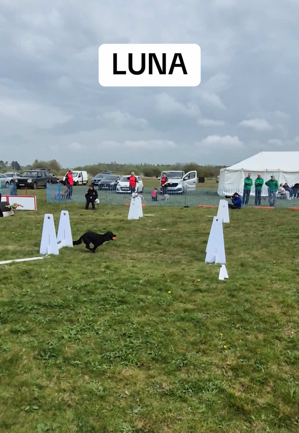 @Pawsitivity Flyball Team