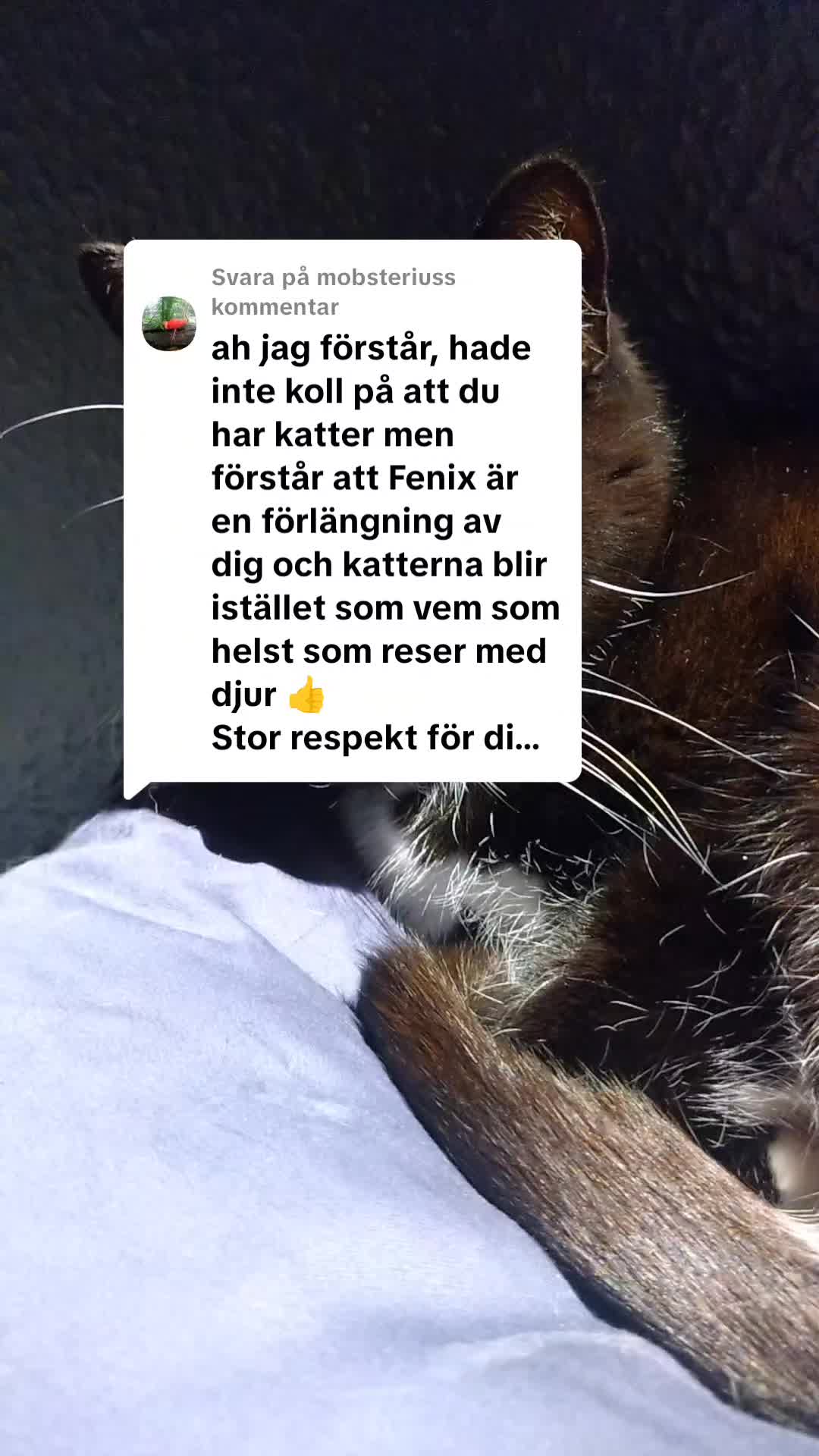 @Fenix-Tervueren AssistanceDog