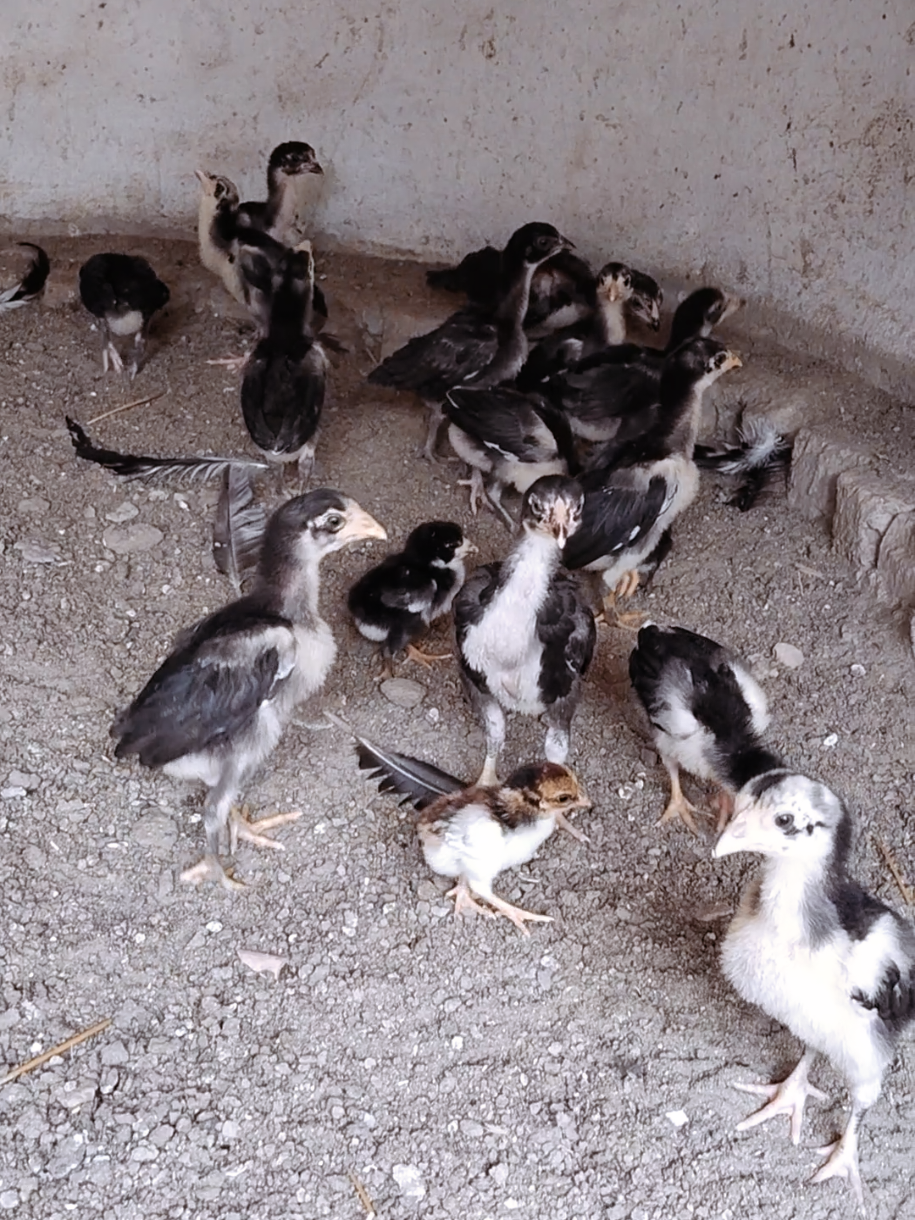 @Sajjad Aseel Farm