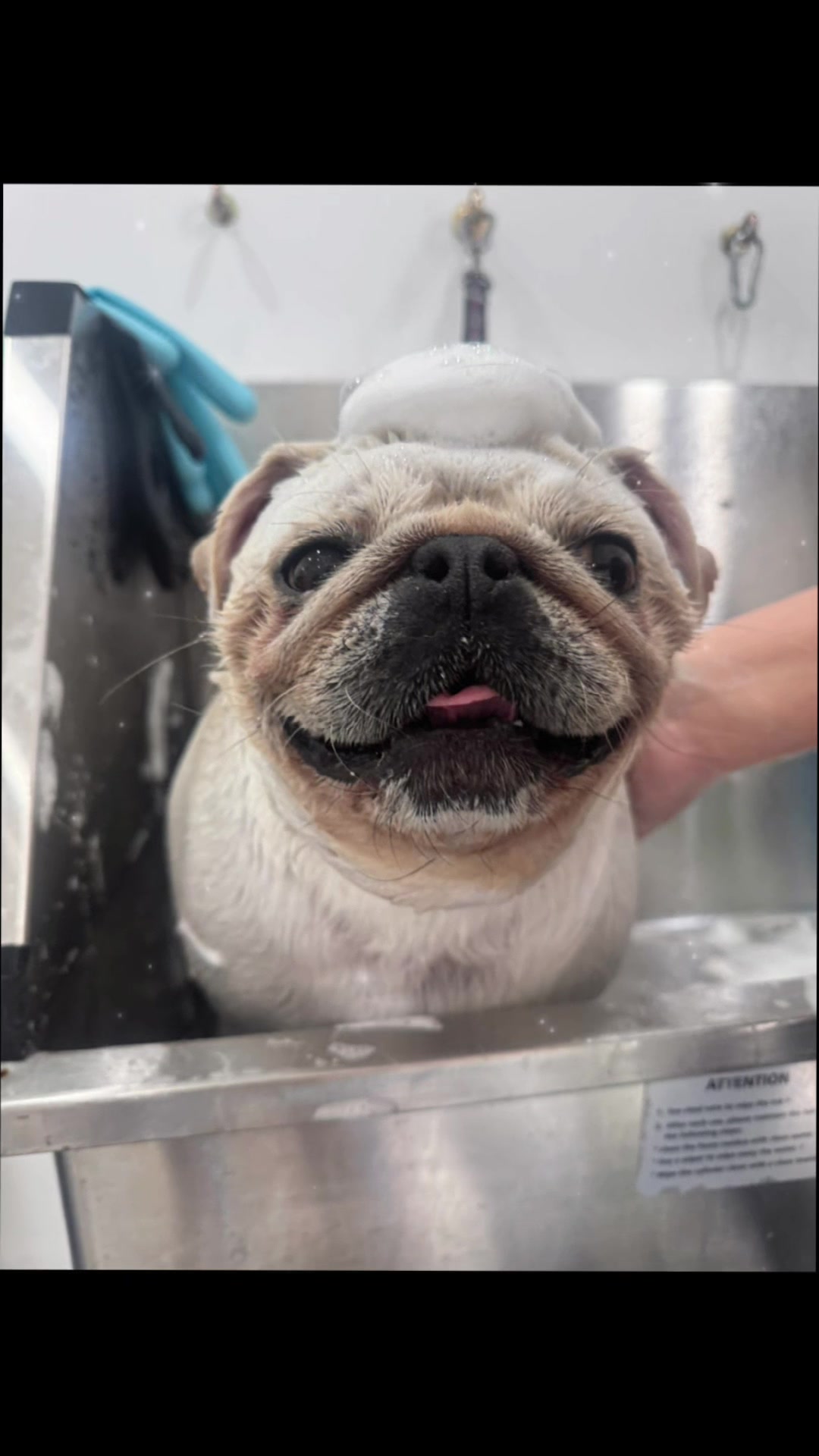 @PamperedPaws
