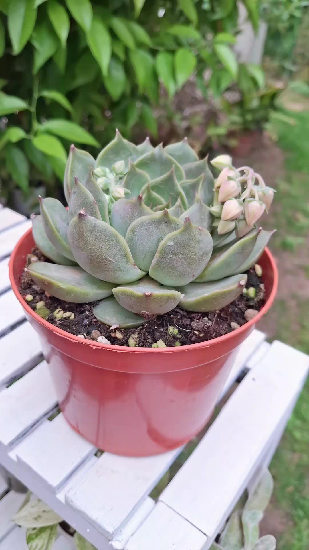 @Succulent_ninja