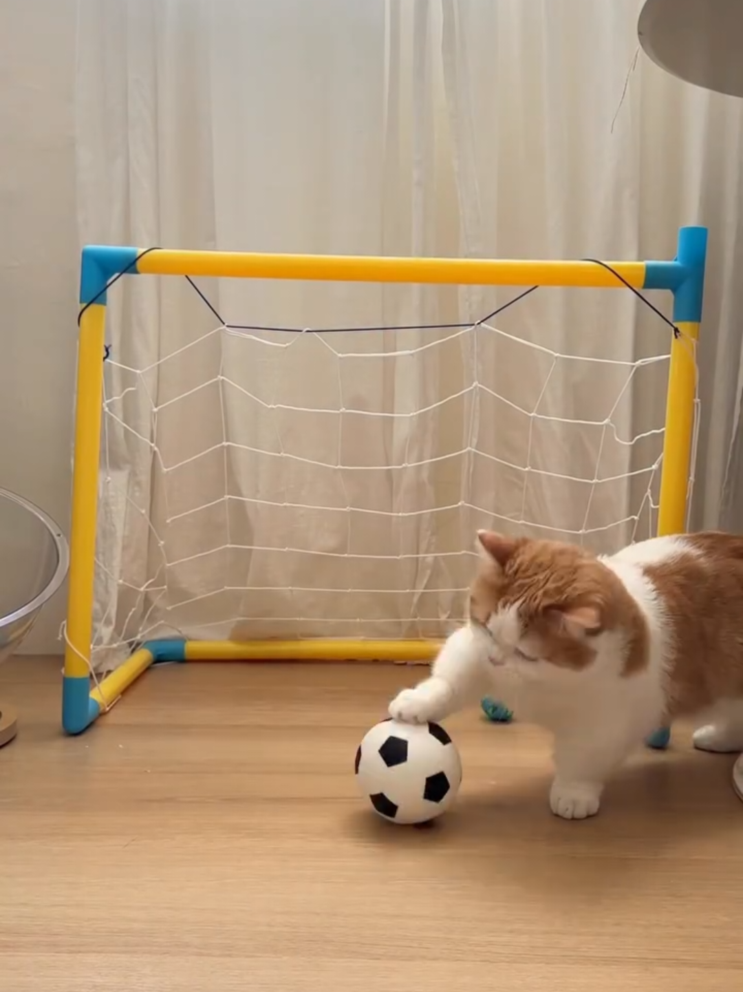@Chonky World Of Cats