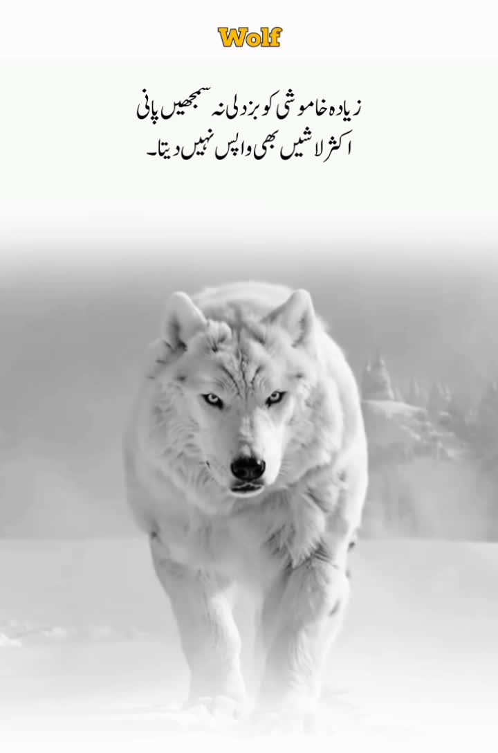 @Wolf ๐บ