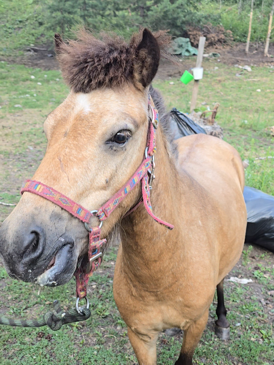 @tg: altaihorses