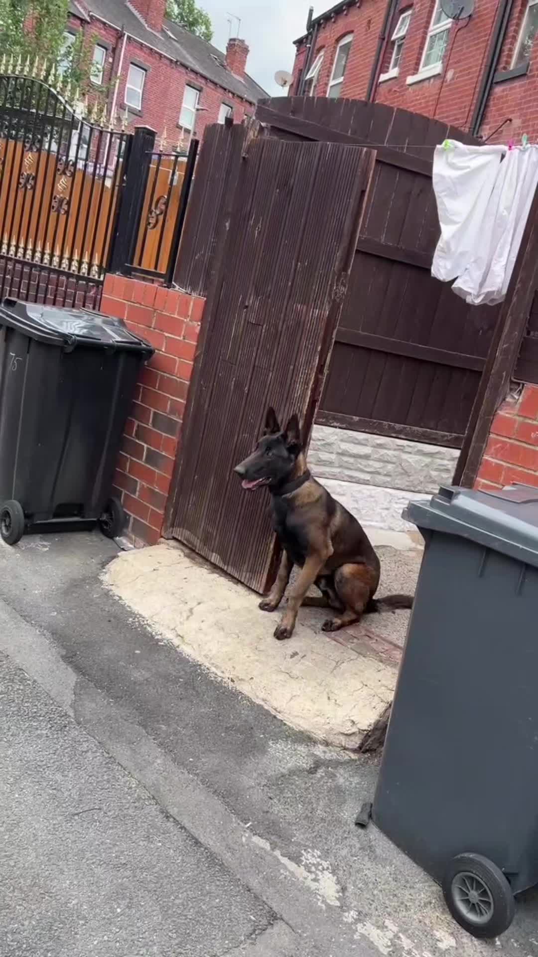 @K9Malinois