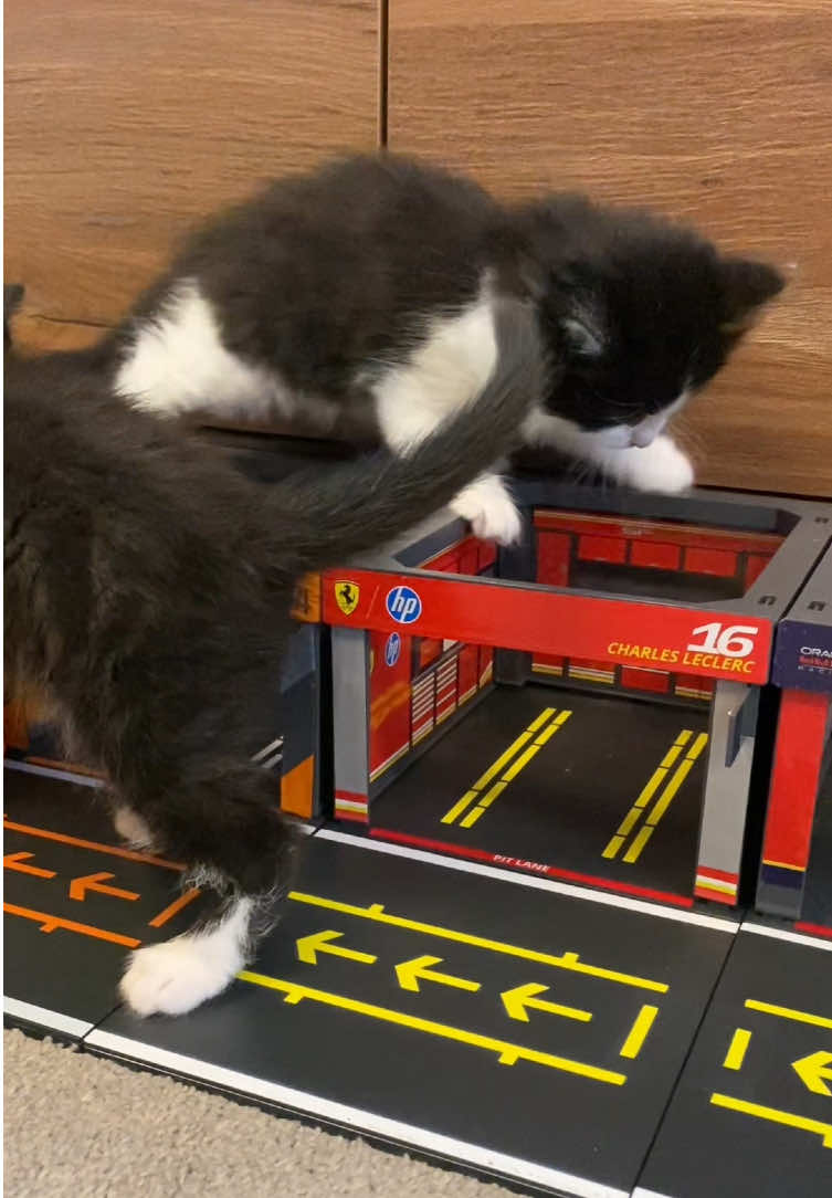 @Chloe Cat