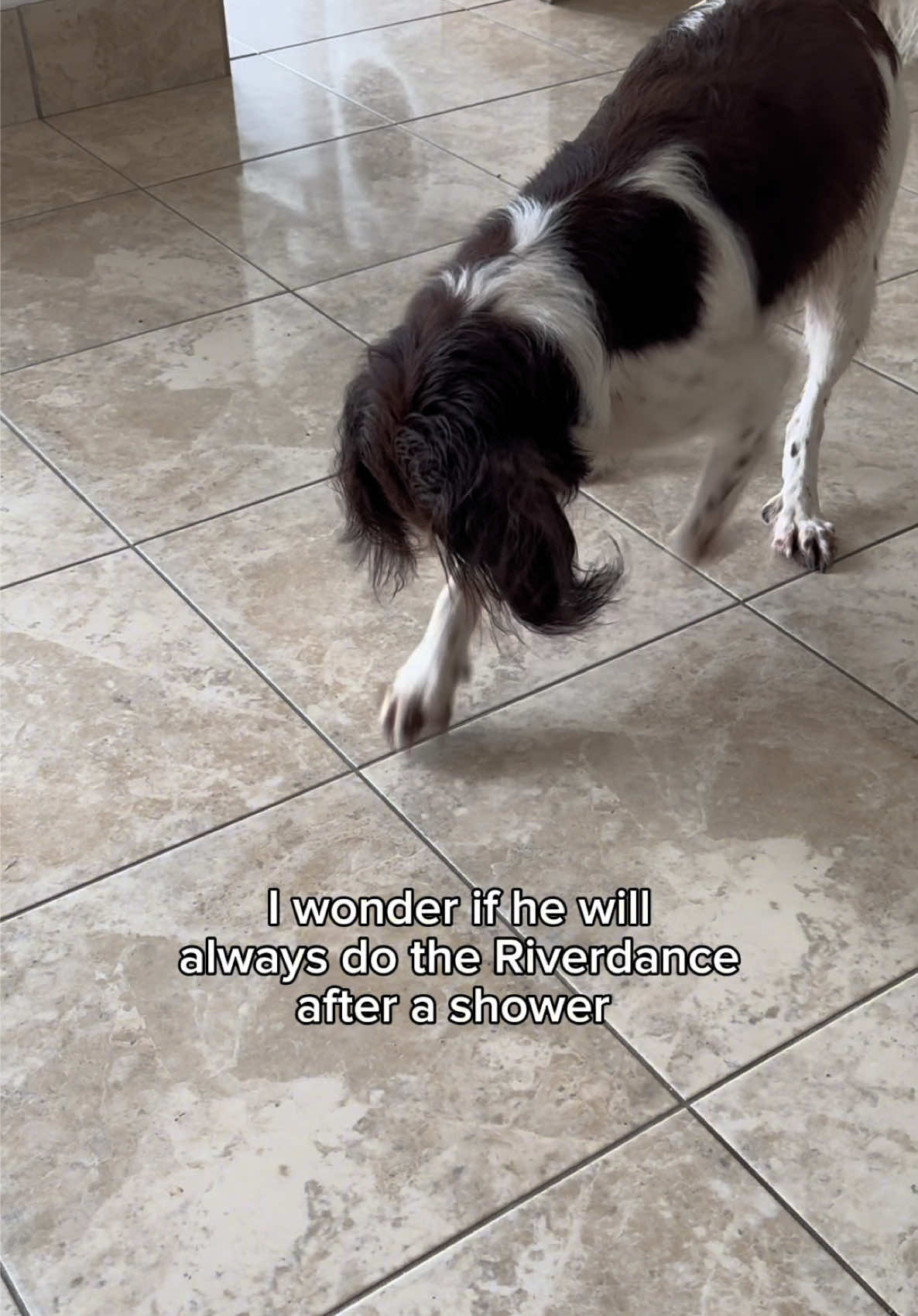 @Jinky Springer Spaniel 🐾 💚