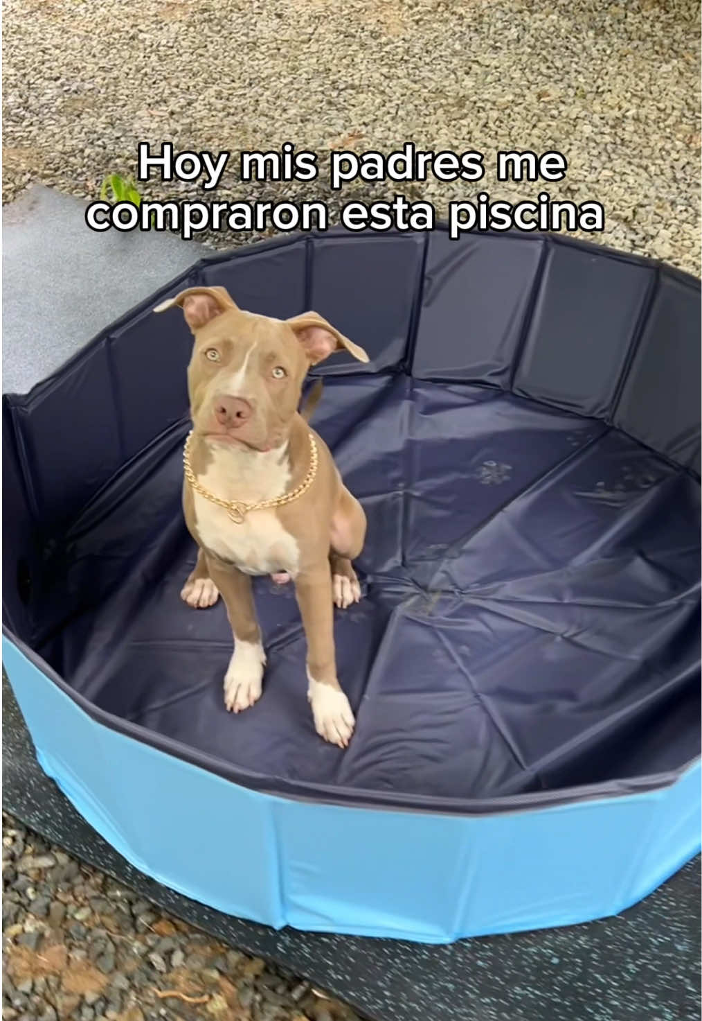@Thor El Pitbull