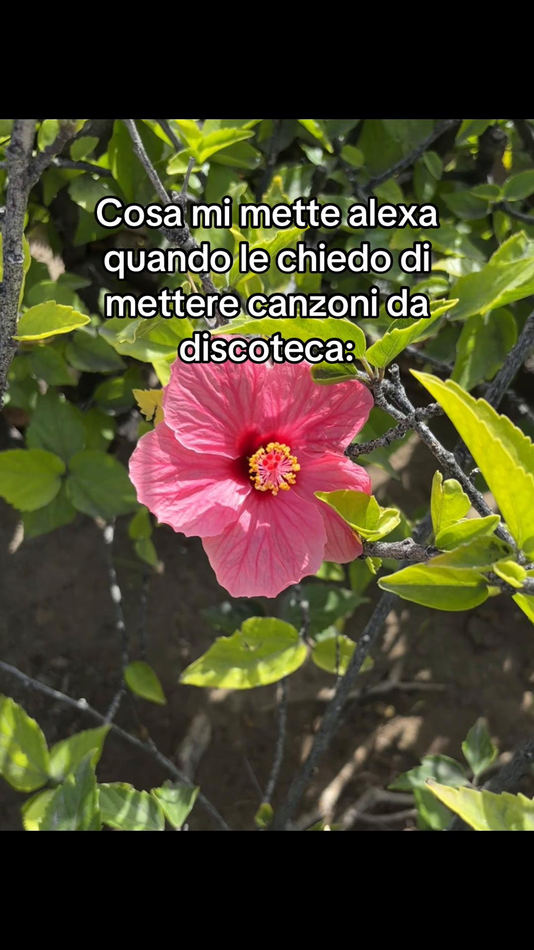 @fantastichee🪩🩶