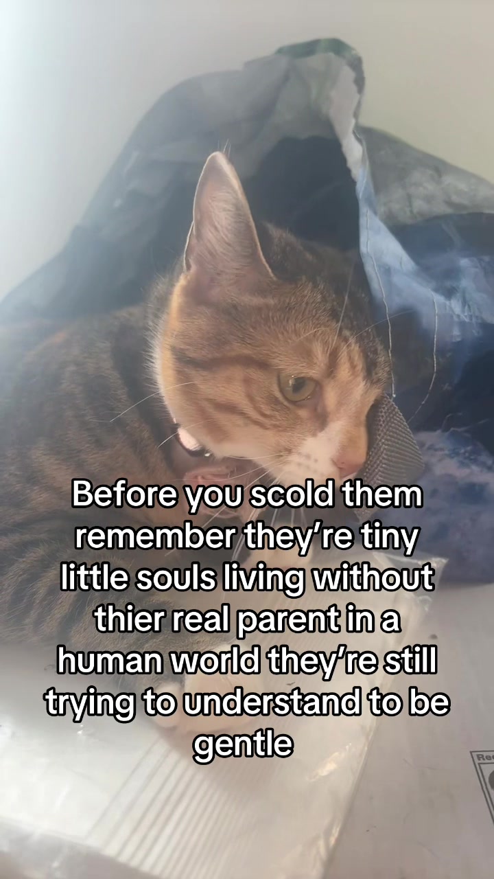 @mitsy.the.cat01