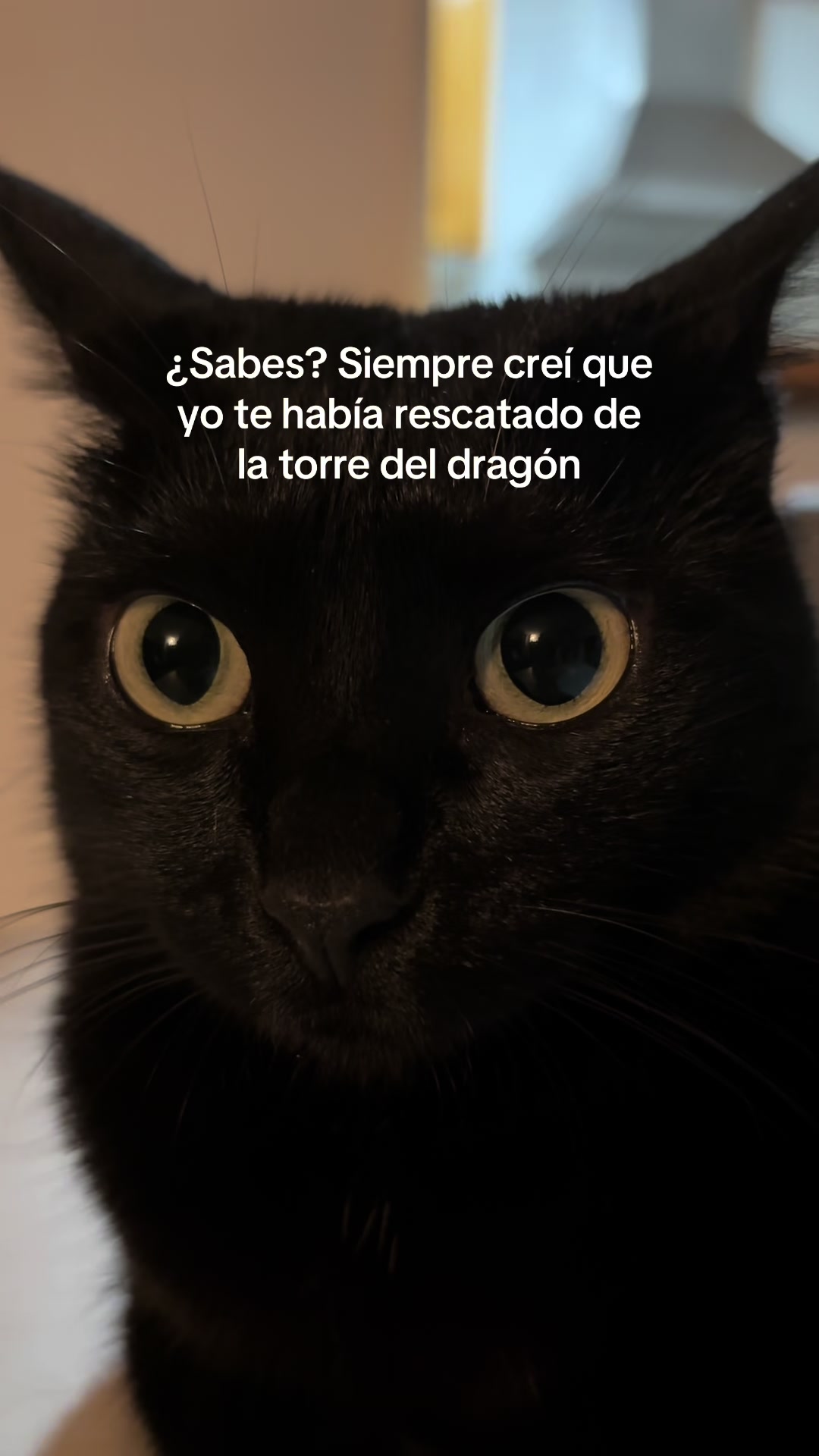 @BlackCatsMatter