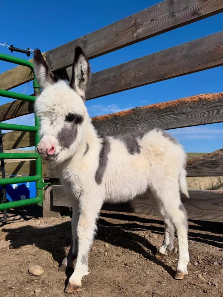 @Double Donkey Ranch