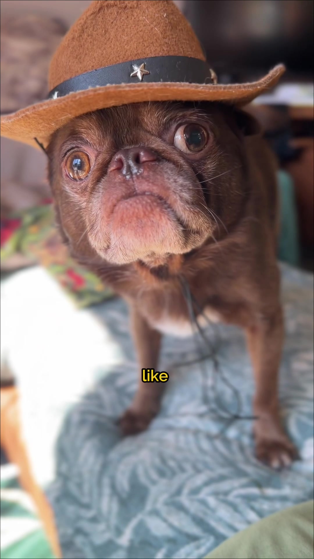 @ChilliThePug