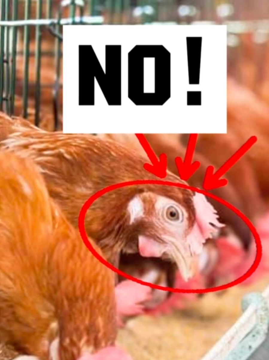 @CLUB DE ANIMALES
